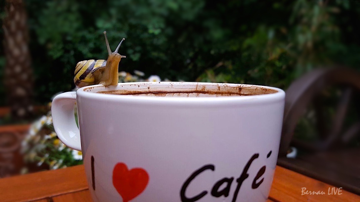 Bernau LIVE - Dein Stadtmagazin für Bernau bei Berlin