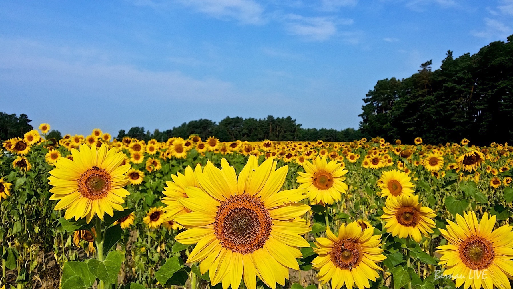 Bernau-Barnim: Guten Morgen,Wochenende, die Sonne ist da! 55 Bernau-Barnim, veranstaltungstipps, Wochenende, Sonnenblumen, Sommer, Barnim, Bernau, Bernau LIVE
