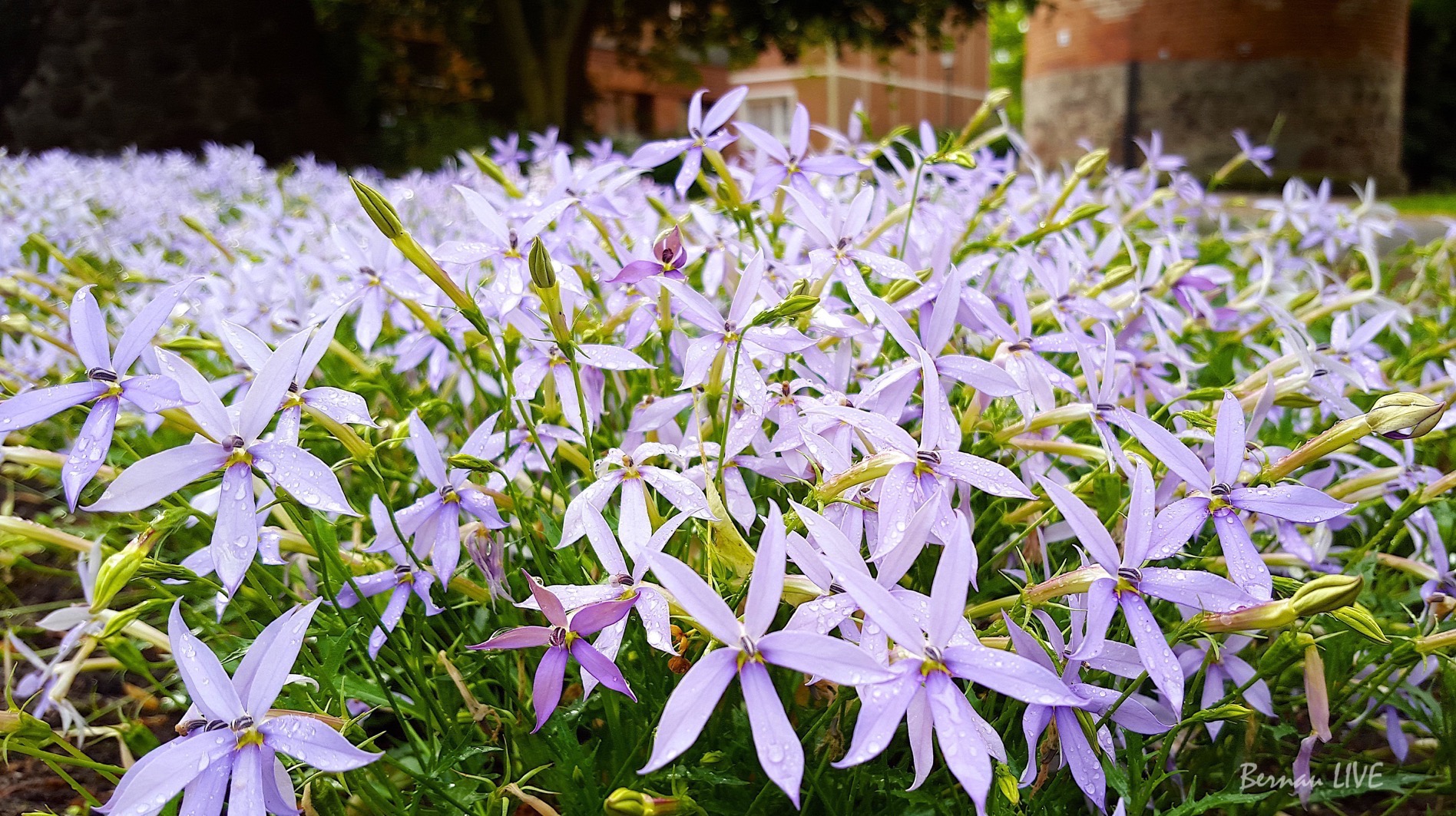 Bernau-Barnim, Bernau, Barnim, Blumen, Stadtpark Bernau, Sommer, Bernau LIVE