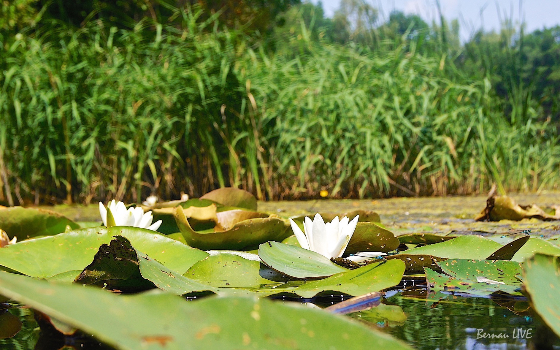Sommeranfang und Sommersonnenwende, Moin aus Bernau
