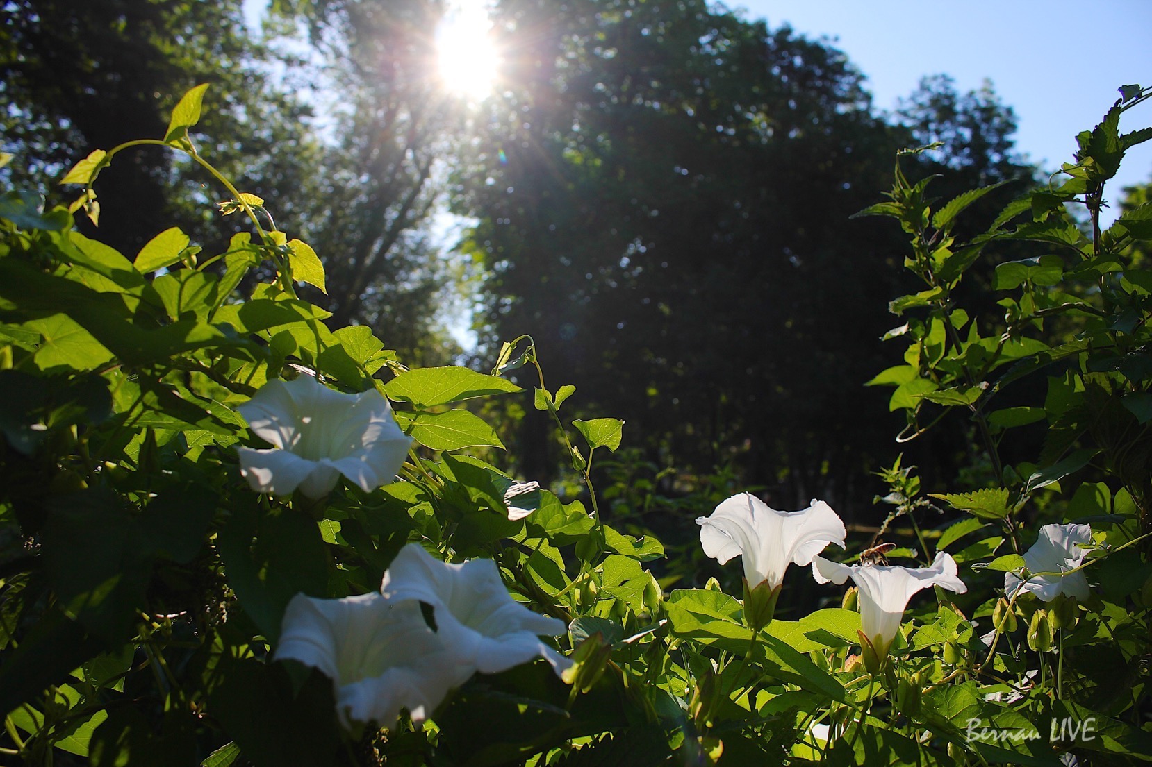 Bernau, Bernau LIVE, Blumen, Sommer Stadtpark, Barnim,