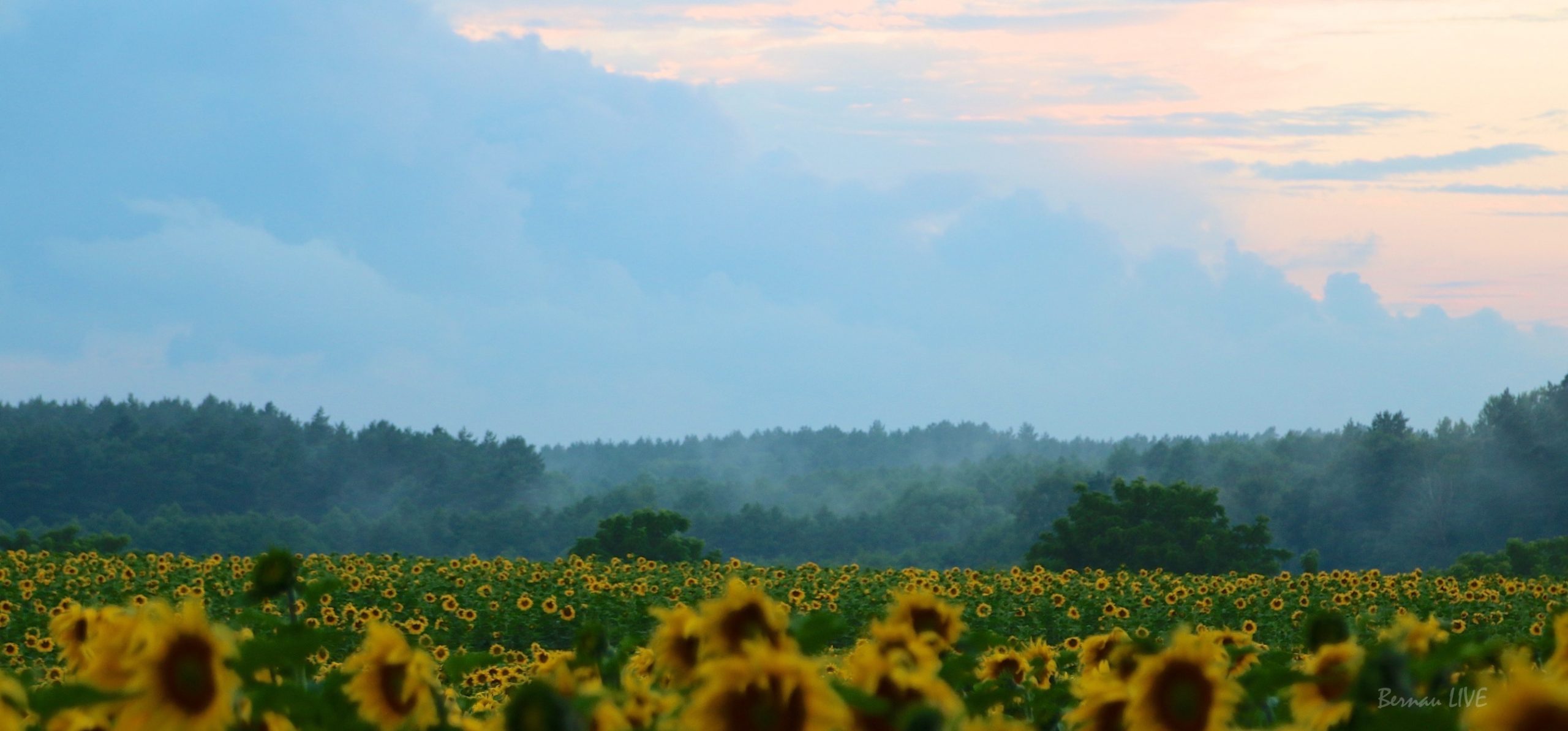 Barnim, Sonnenblumen, Feld, Natur, Morgen, Bernau, Biesenthal, Bernau LIVE