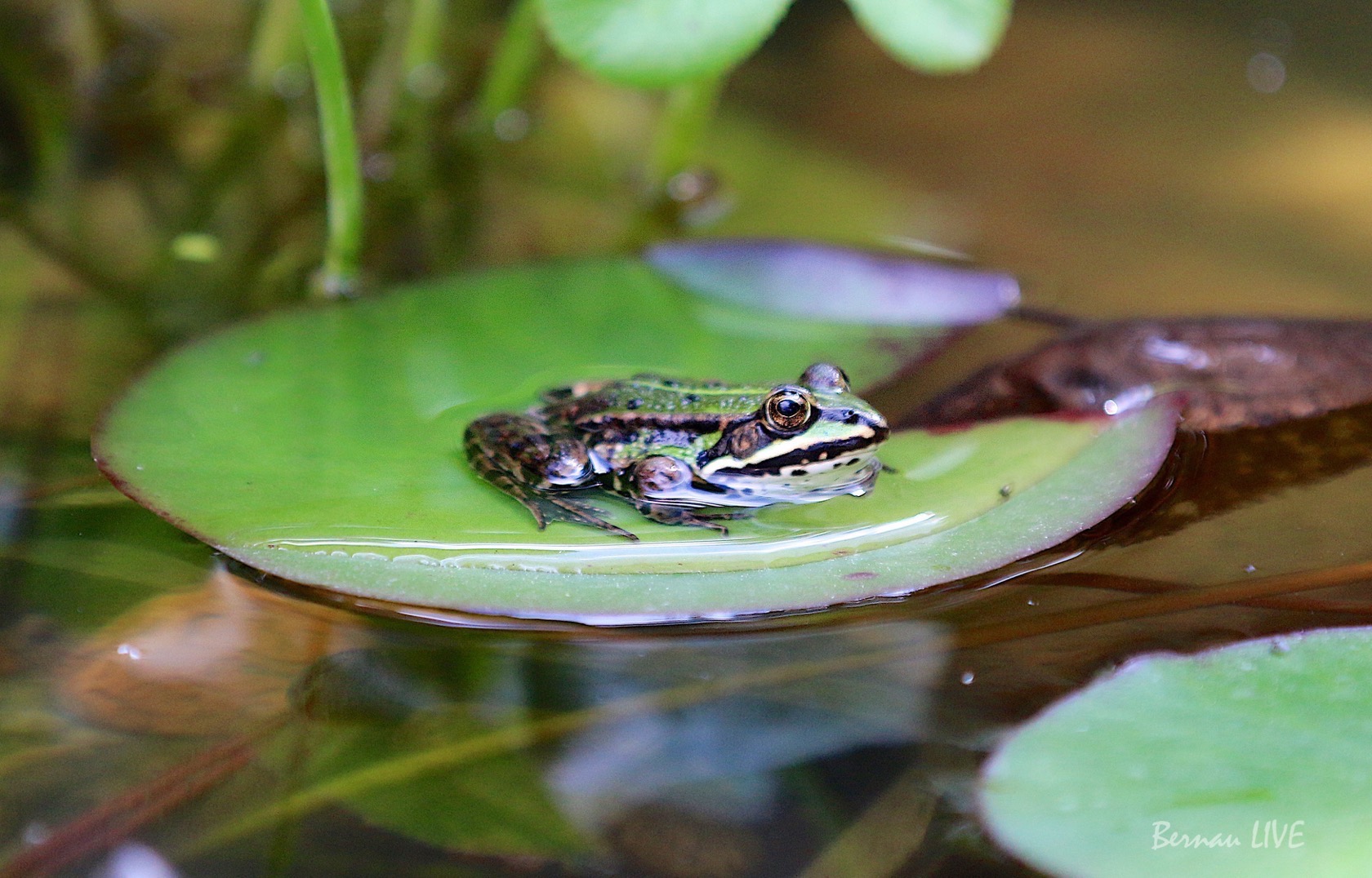 Barnim, Bernau, Bernau bei Berlin, Bernau LIVE, Frosch, Natur, Sommer, Nachrichten Bernau, Ladeburg
