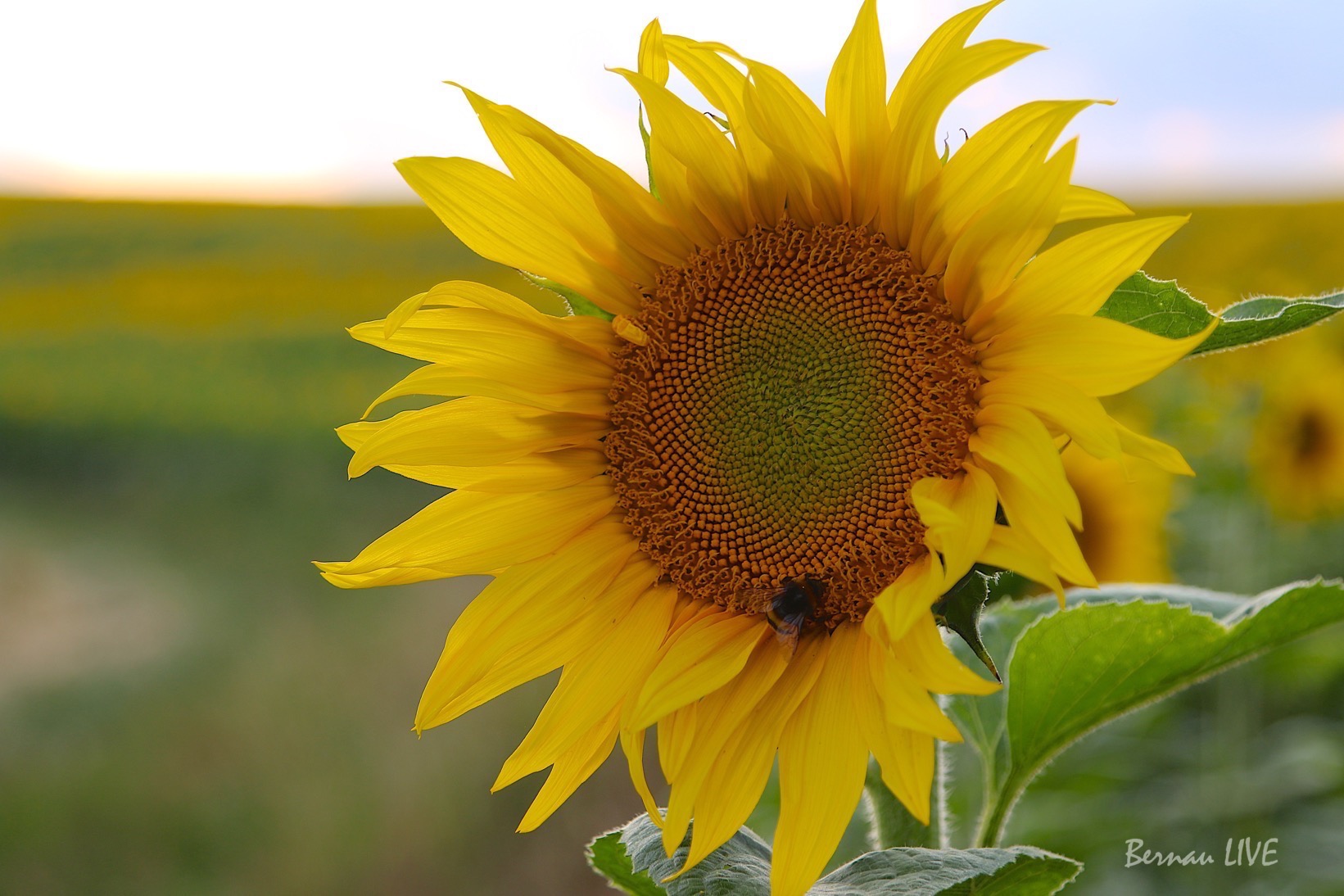 Sonnenblume, Sommer, Natur, Bernau LIVE, Bernau, Biesenthal, Ladeburg, Barnim