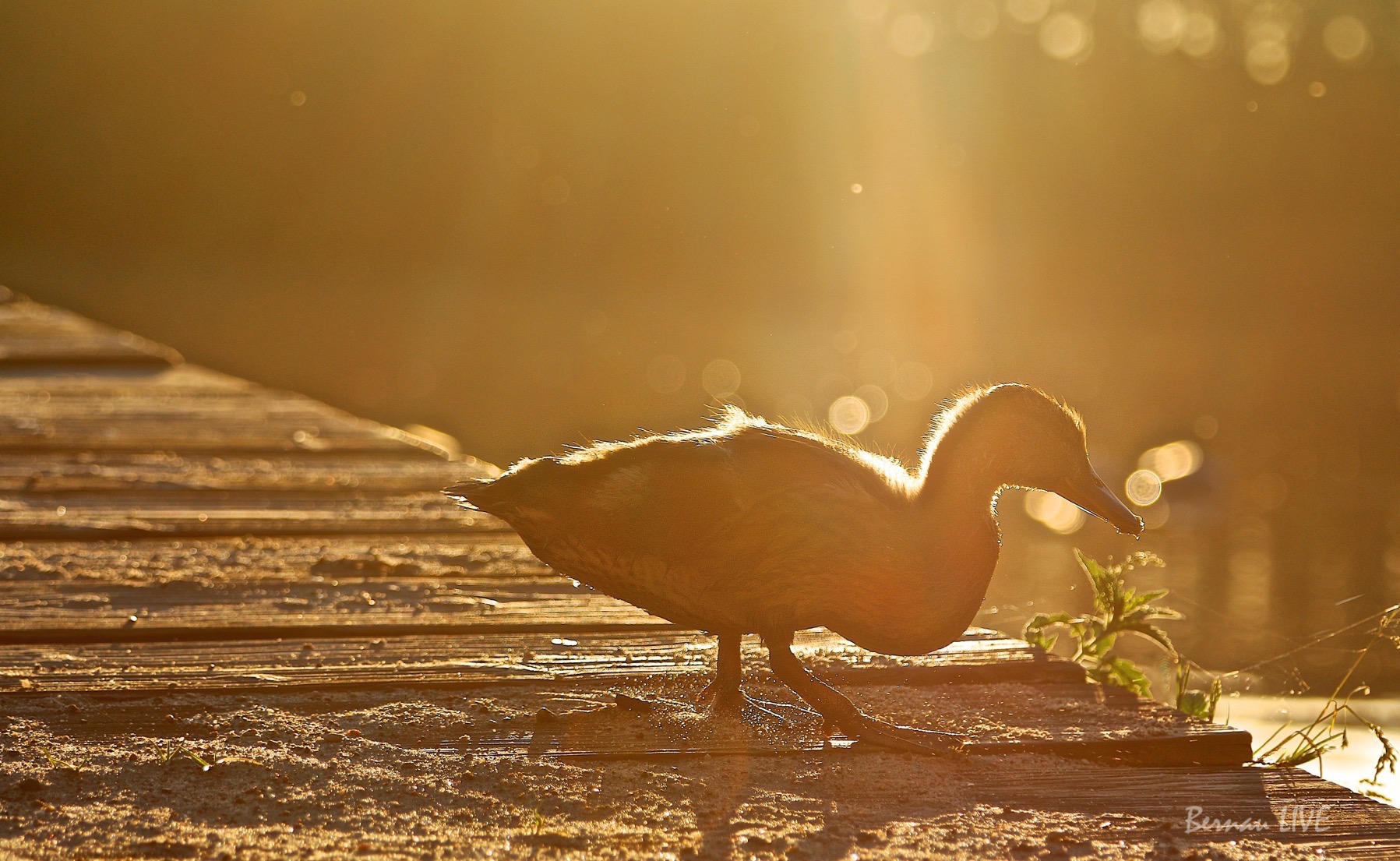 Wir sind dann mal weg - habt einen schönen Abend! 29 Ente, Bernau LIVE, Sonne, Abend, Sommer, Barnim, Natur, Bernau,