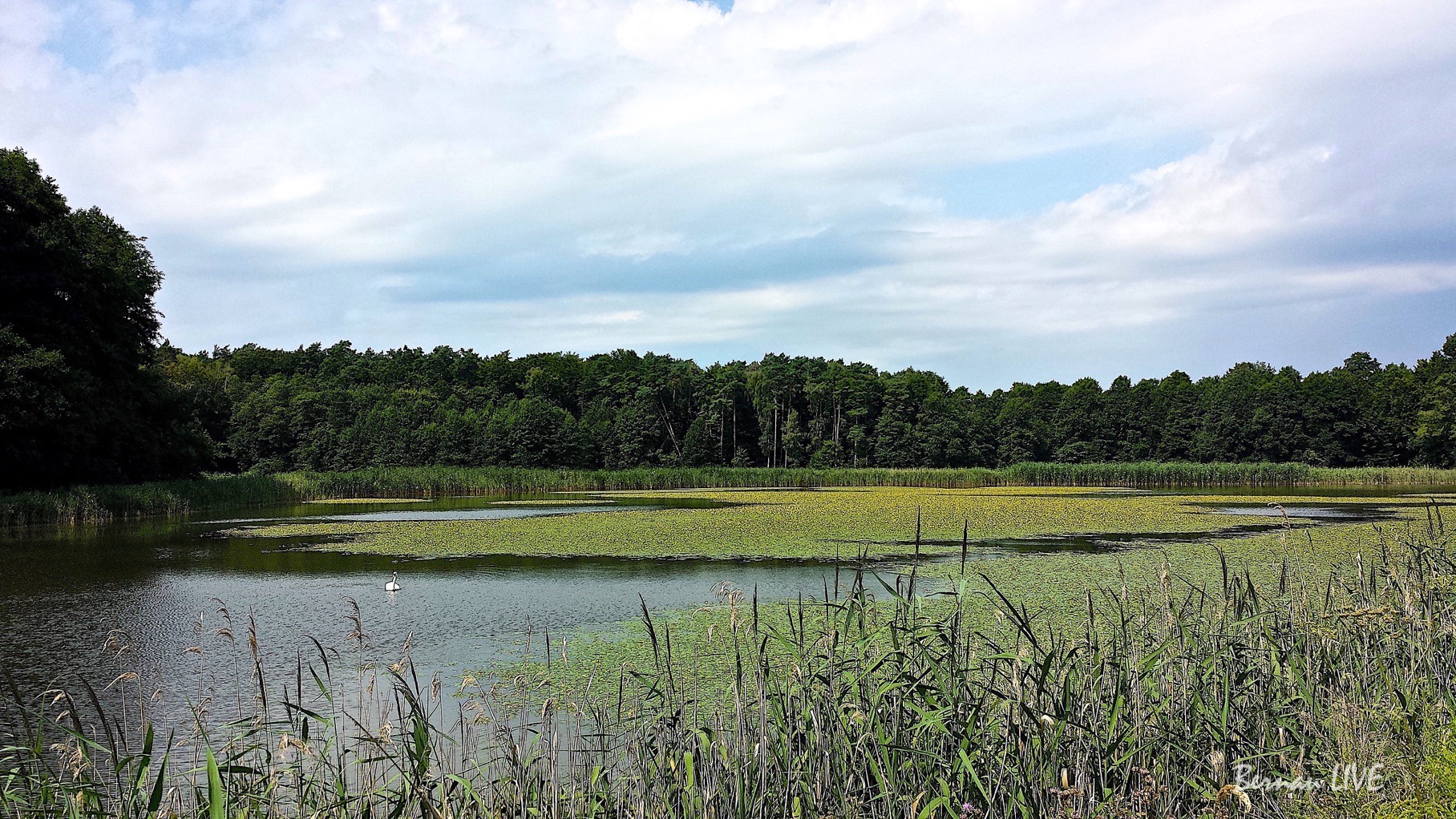 Bernau LIVE: Guten Morgen, Ihr Lieben! 14 Guten Morgen, Ihr Lieben! Heute wollen wir mit Euch einen ehrwürdigen Tag begehen.