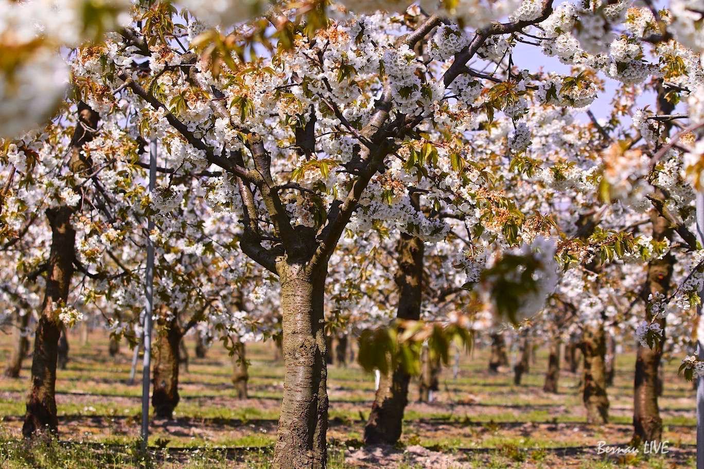 Bernau: Beschlossene Sache - Obstbäume für unsere Stadt 18 Bernau: Beschlossene Sache - Obstbäume für unsere Stadt