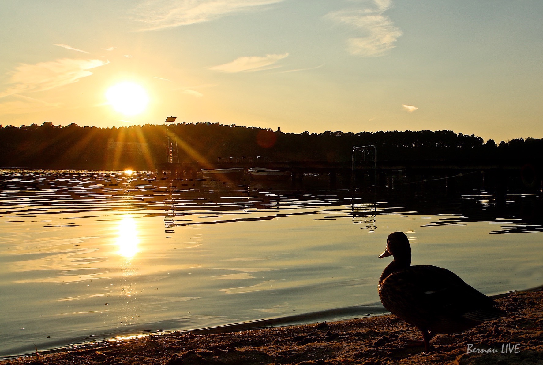 Strandbad Wukensee - Bernau LIVE, Sonnenuntergang, Wasser, Wukensee, Barnim, Sommer, Ente, Bernau, Biesenthal