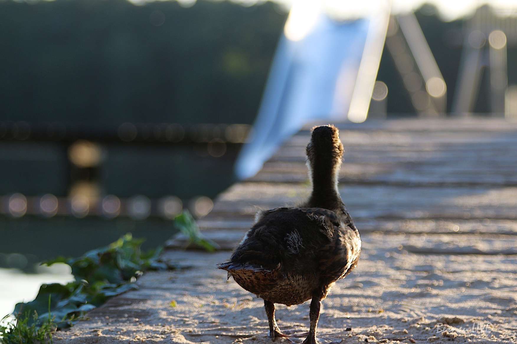 Bernau LIVE: Habt einen schönen Montag-Abend 19 Bernau LIVE: Habt einen schönen Montag-Abend