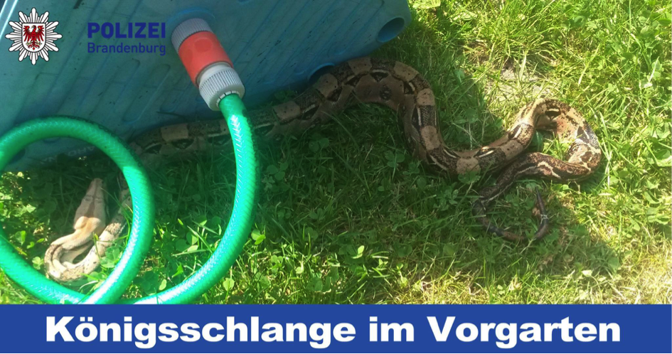 Bernau: Gefundene Schlange in Schönow: Besitzer weiterhin gesucht . Bernau, Schönow, Schlange, Polizei, News Bernau, Nachrichten Bernau, Barnim, Bernau LIVE
