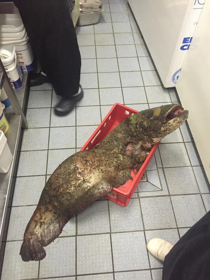 Das "Ungeheuer" vom Mechesee - es wurde letzte Nacht erlegt! 48 bernau, mechesee, lobetal, barnim, bernau live, wels