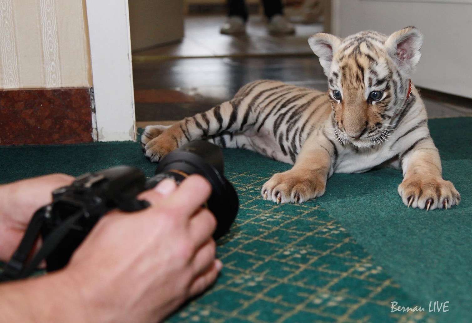 Bernau: Unser Bernauer Tiger DIEGO gleich im TV 12 Bernau: Unser Bernauer Tiger DIEGO gleich im TV