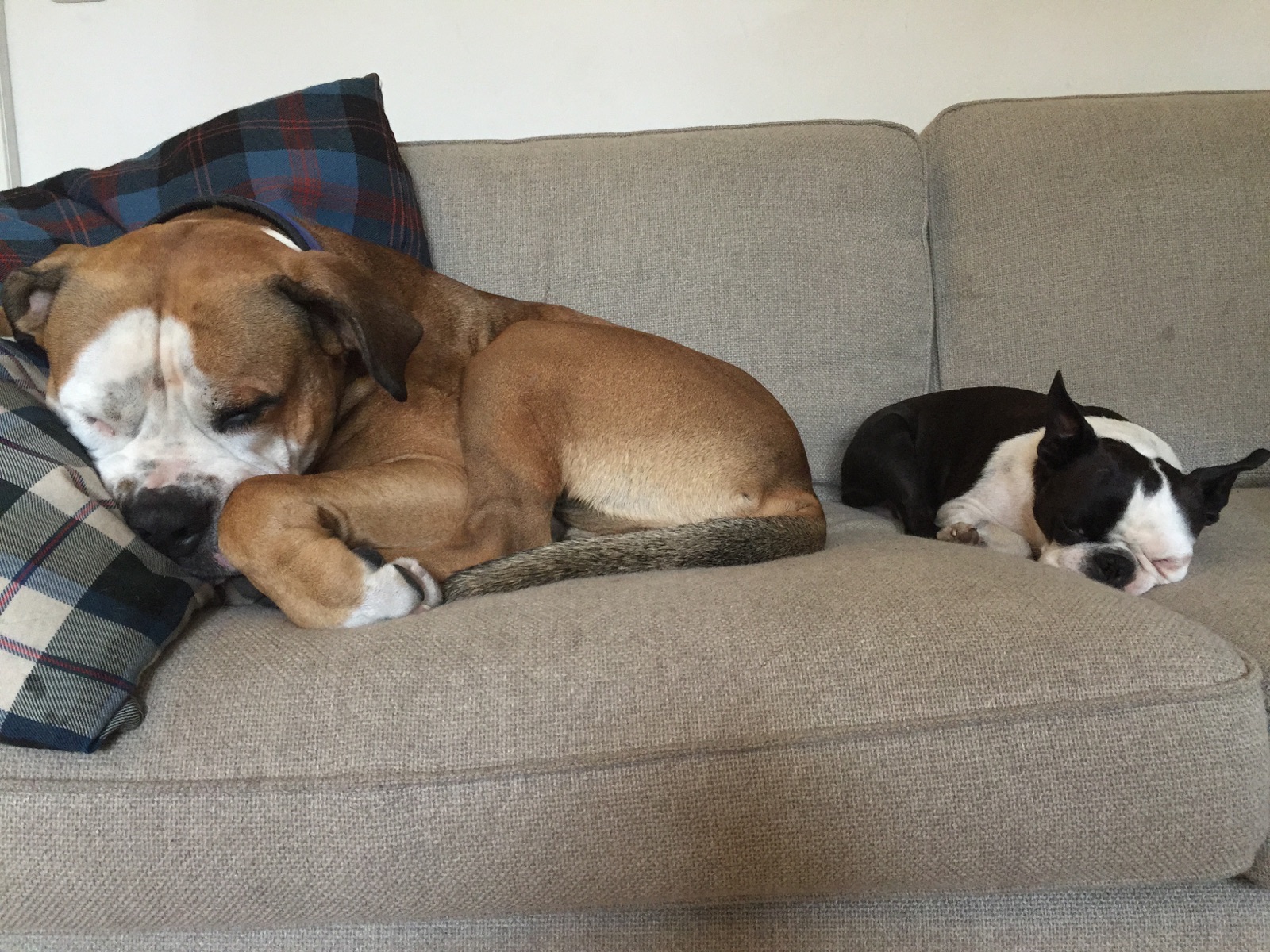 Bernau: Bosten Terrier Floyd ist wieder glücklich zu Hause 40 Loyd, bernau, Hobrechtsfelde, Bernau LIVE