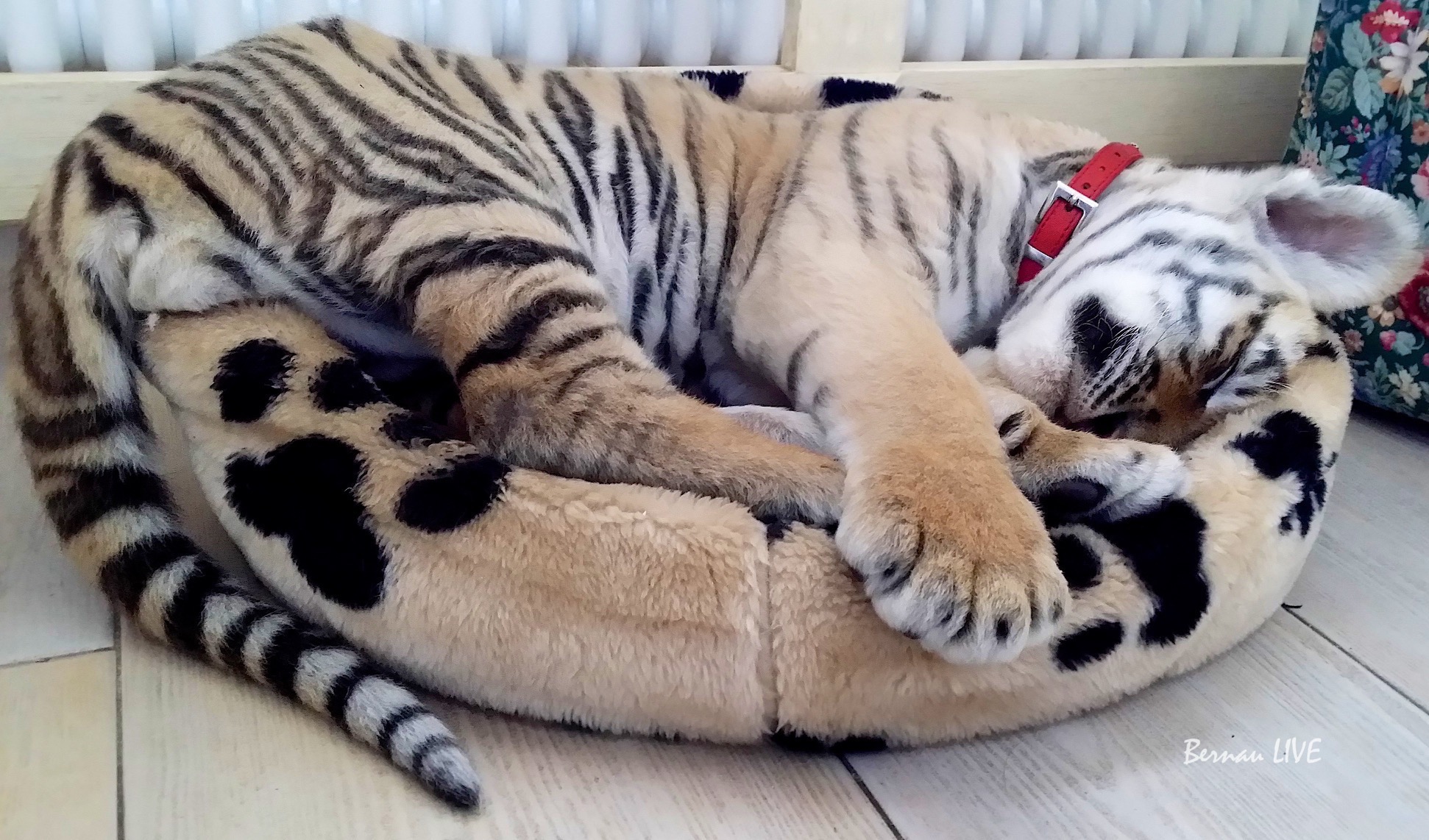 Bernau LIVE bei Tiger Diego - So, bei DIEGO hat´s ein bisschen länger gedauert....