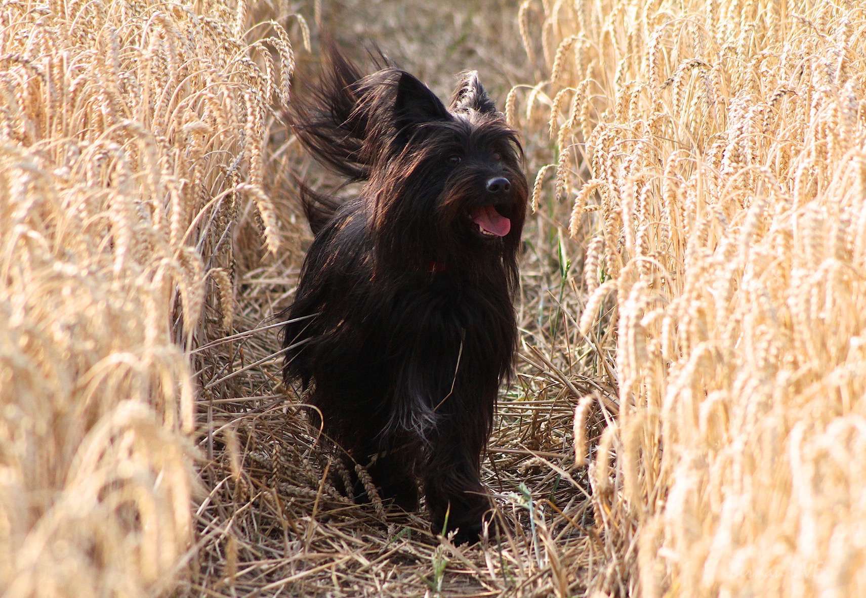 Ladeburg/Berlin: Tierheime ziehen positive Sommerbilanz 58 Maya, Hund, Tierheim, Bernau, Bernau LIVE, Tierheim Ladeburg,