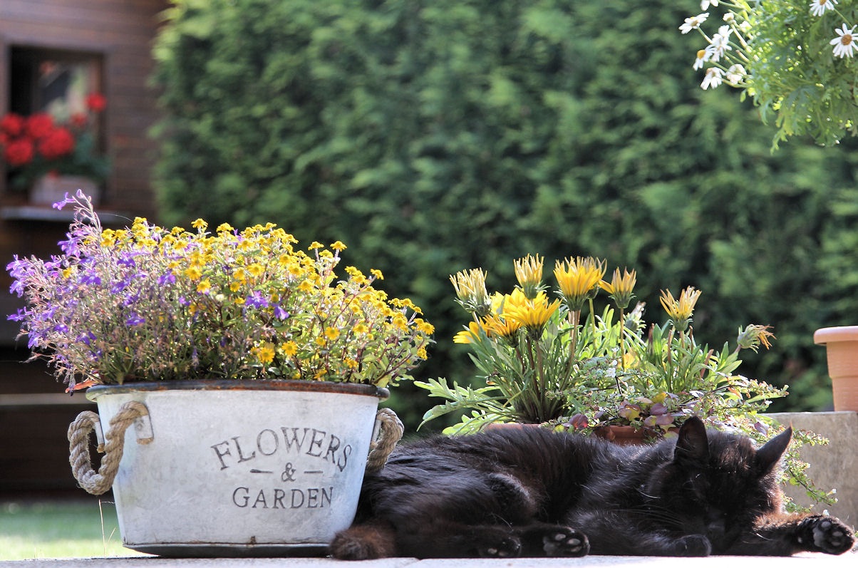 Bernau LIVE ist dann mal wach - Euch nen schönen Sonntag! 14 Bernau, Katze, Sonntag, Bernau LIVE, Barnim,