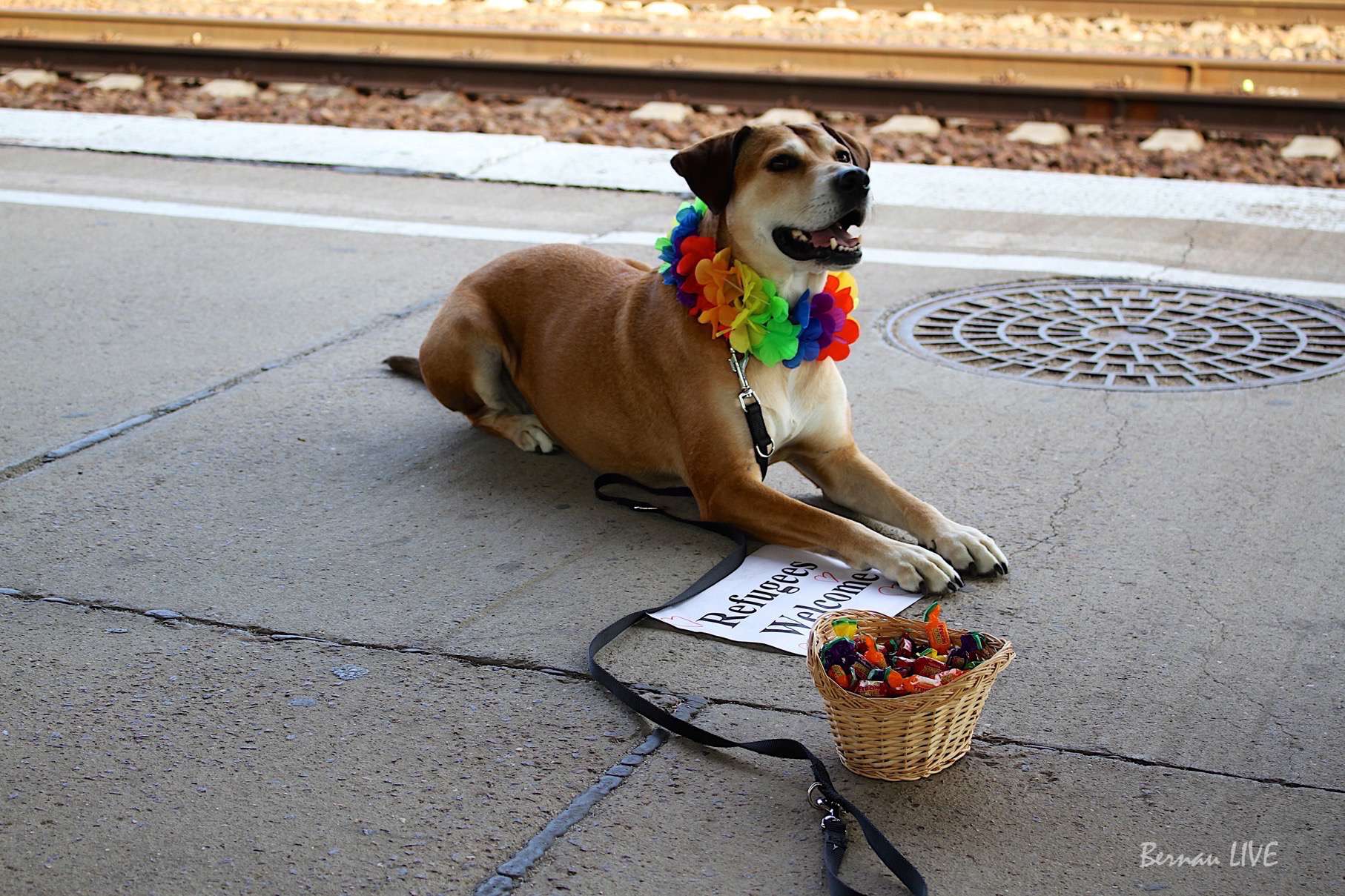 Bernau: Flüchtlinge in Waldfrieden-Info - Veranstaltung 44 Bernau, Waldfrieden, Barnim, Flüchtlinge