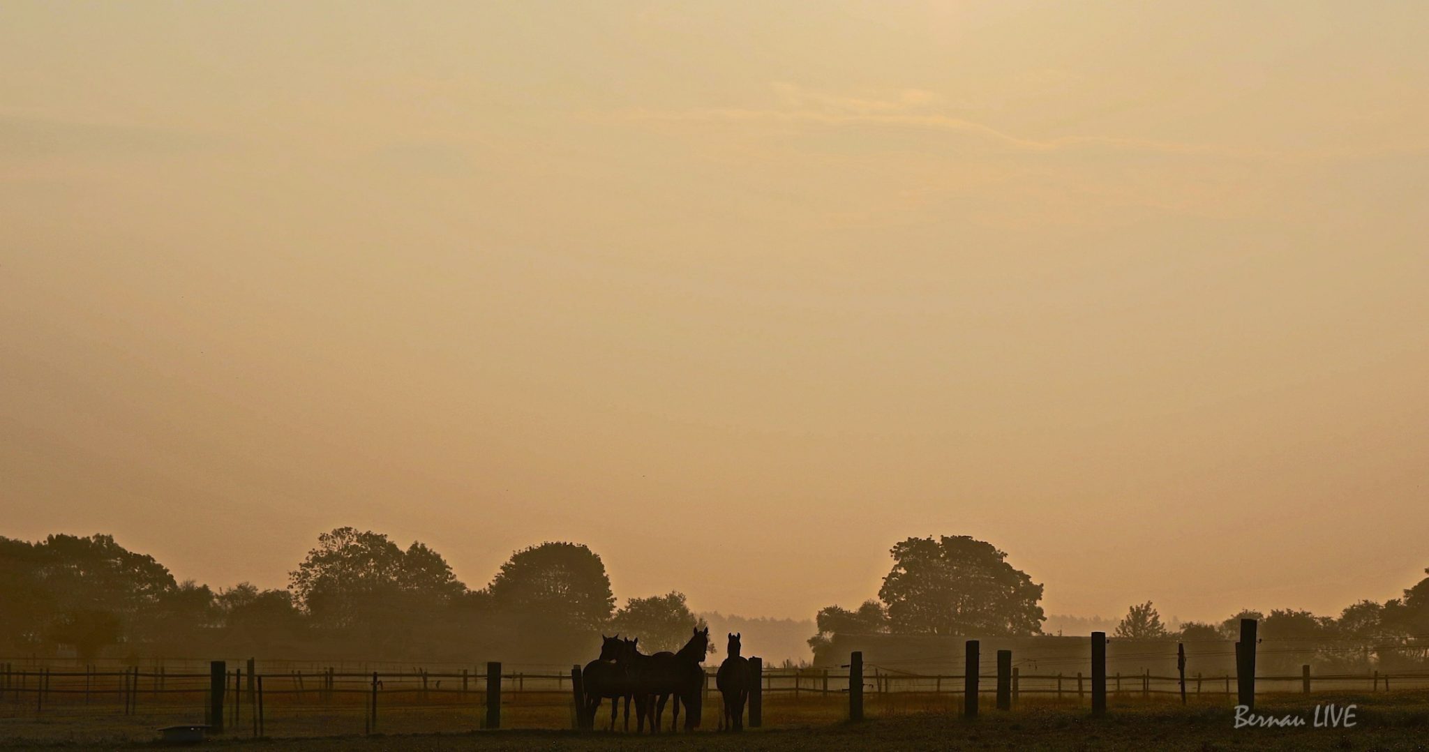Bernau LIVE, Guten Morgen, Nebel, Barnim, Pferde, Bernau LIVE
