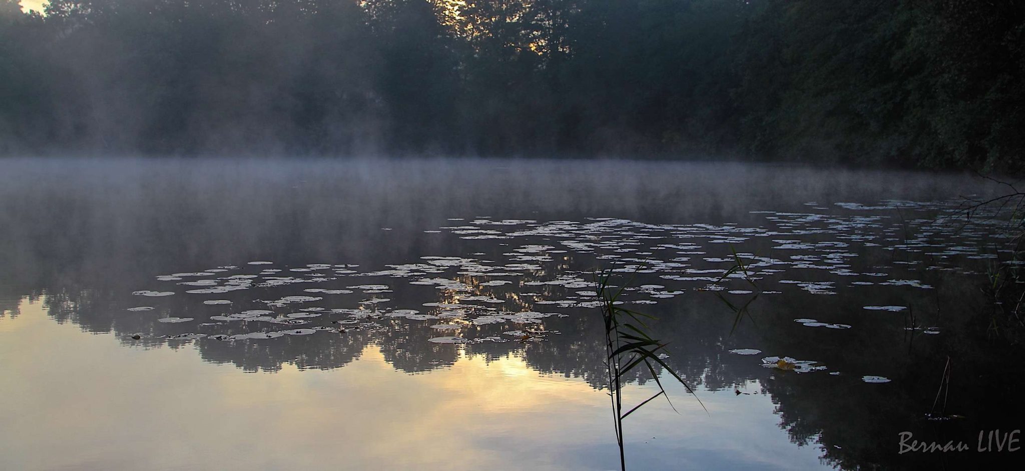 Bernau LIVE: Guten Morgen Bernau, Barnim und Drumherum! 7 Bernau, Lobetal, Mechesee, Bernau LIVE, Barnim, Natur, Sonnenaufgang