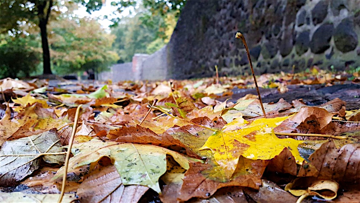 Guten Morgen aus dem herbstlichen Bernau 12 Guten Morgen aus Bernau