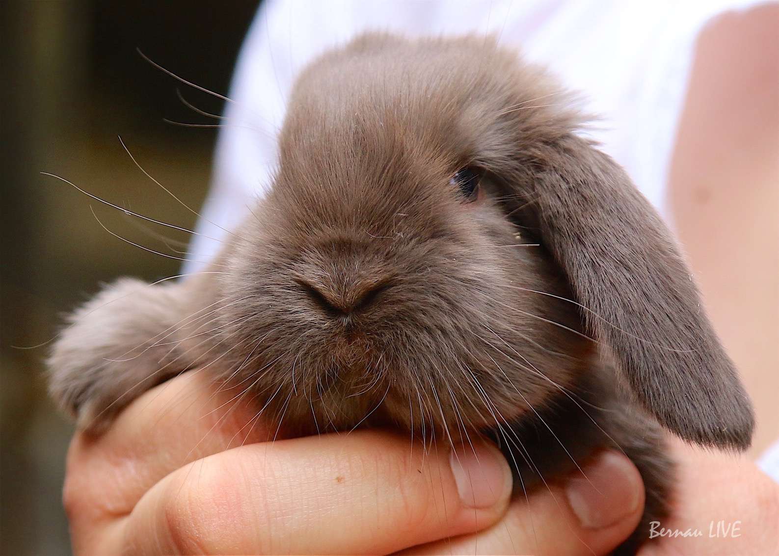 Bernau: Euch einen schönen Sonntag - Heute ist Welttierschutztag! 58 Ab Freitag: Osterprogramm und Wolfsnacht im Wildpark Schorfheide