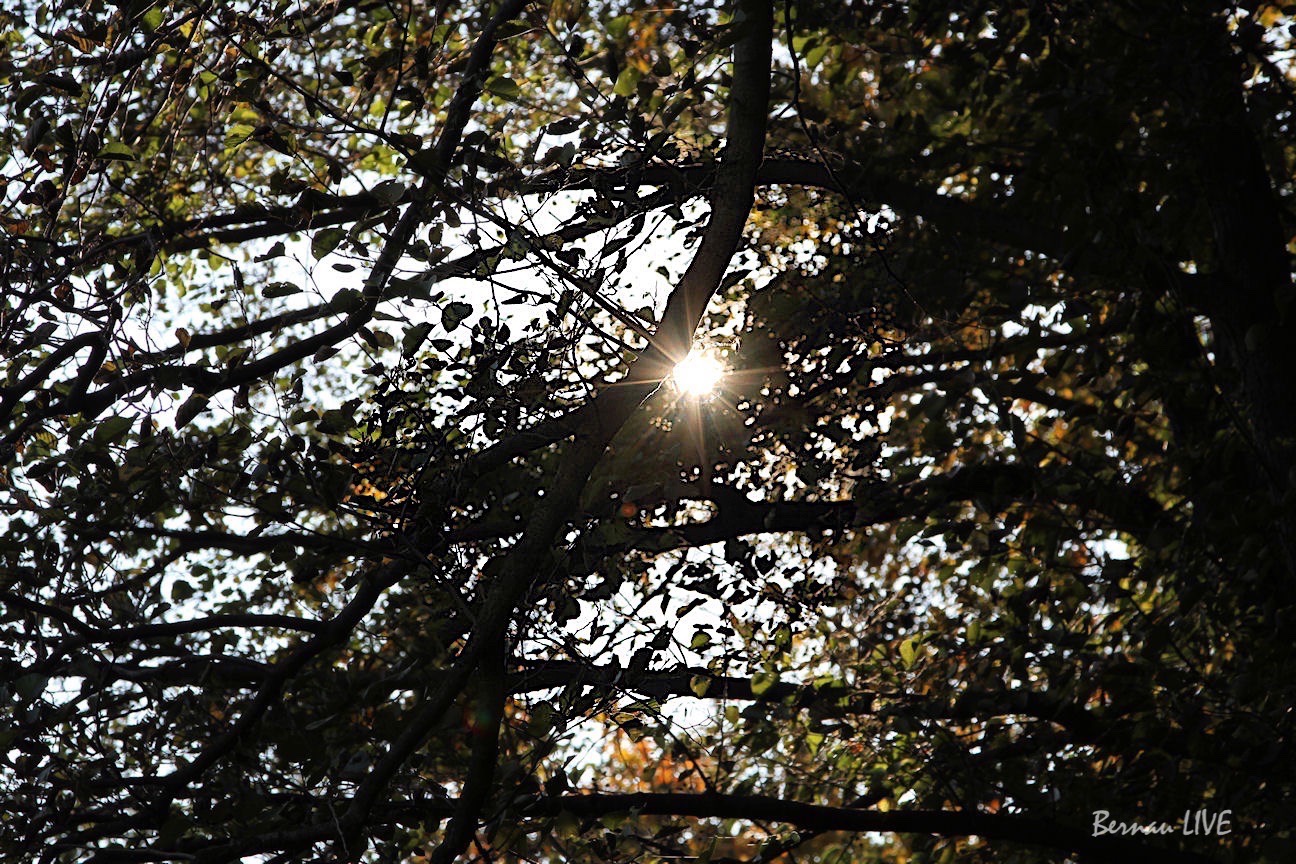 Joachimsthal: Vermisste Person leblos im Wald gefunden