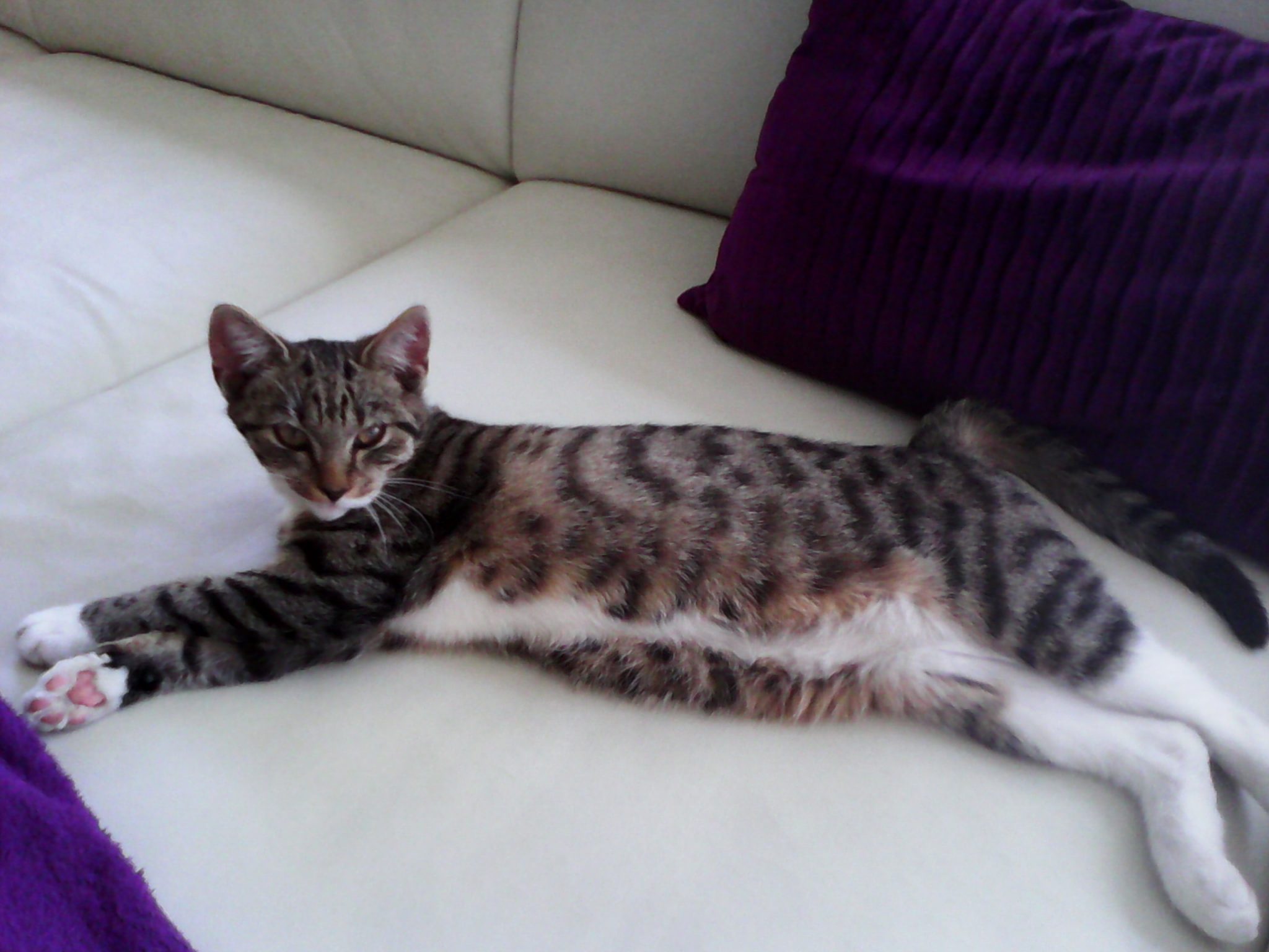 Bernau: Familie aus Schönow sucht dringend ihre Katze MIA 30 Bernau - Schönow: Familie sucht dringend ihre Katze MIA