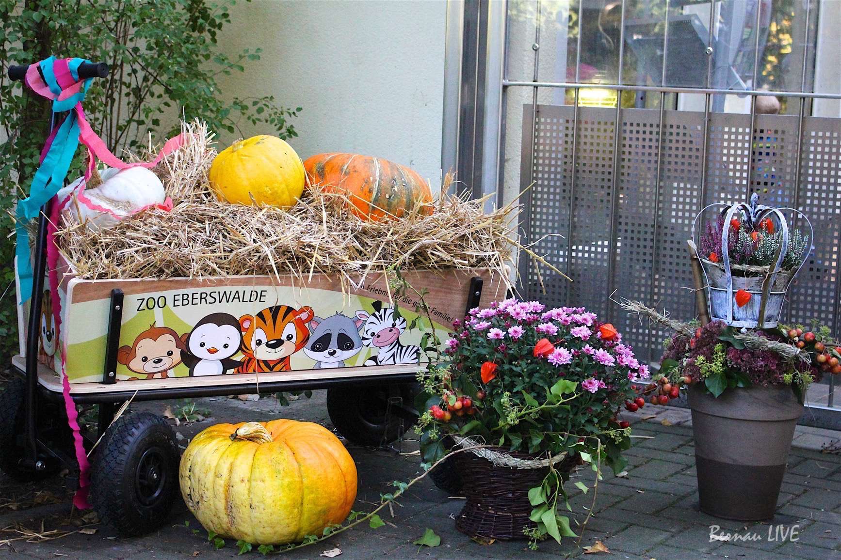 Buntes Herbstfest im Zoo Eberswalde am Tag der deutschen Einheit 7 Buntes Herbstfest im Zoo Eberswalde am Tag der deutschen Einheit