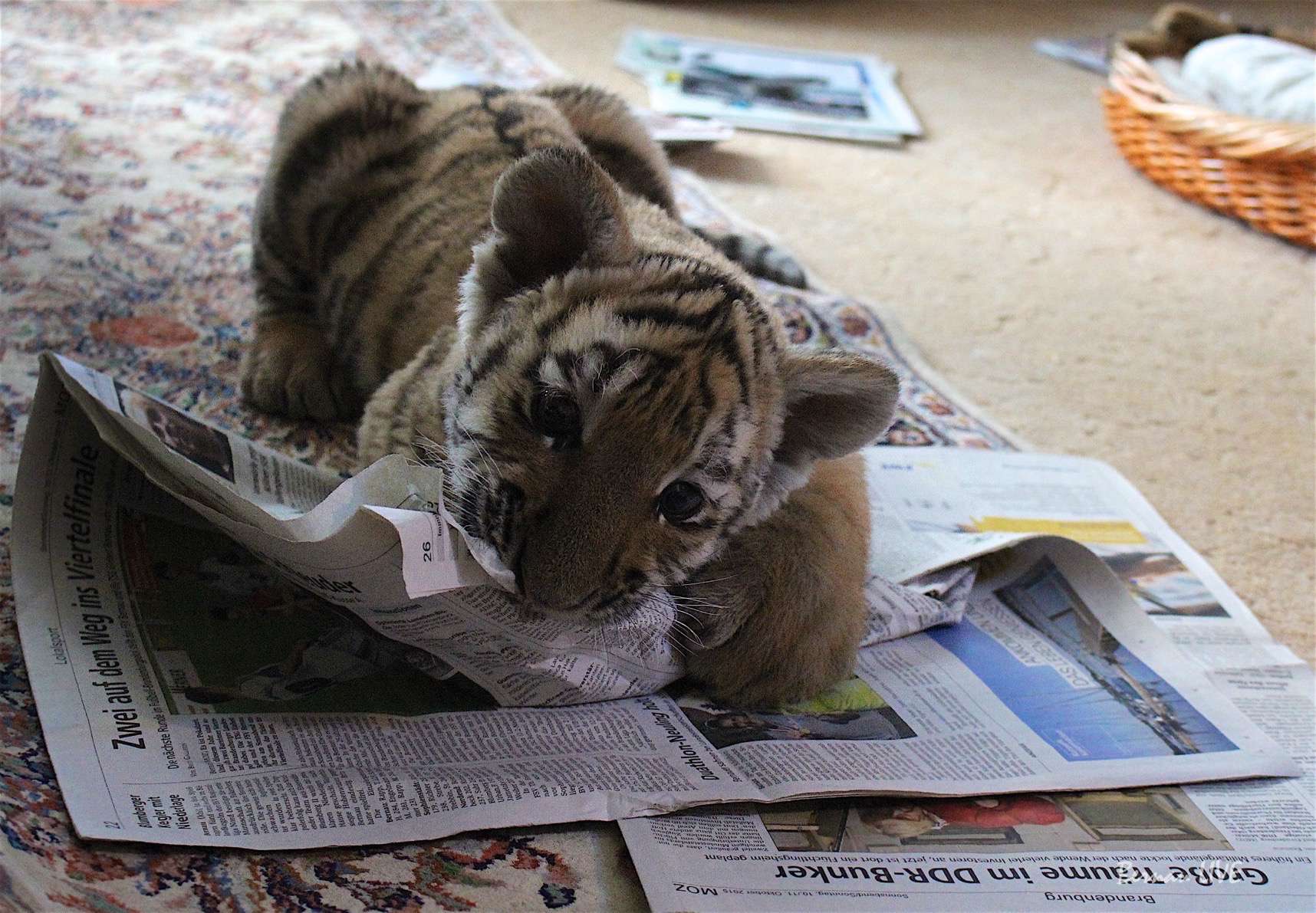 Bernau: Wir haben heute unseren Tiger DIEGO besucht 6 Bernau: Wir haben heute DIEGO besucht