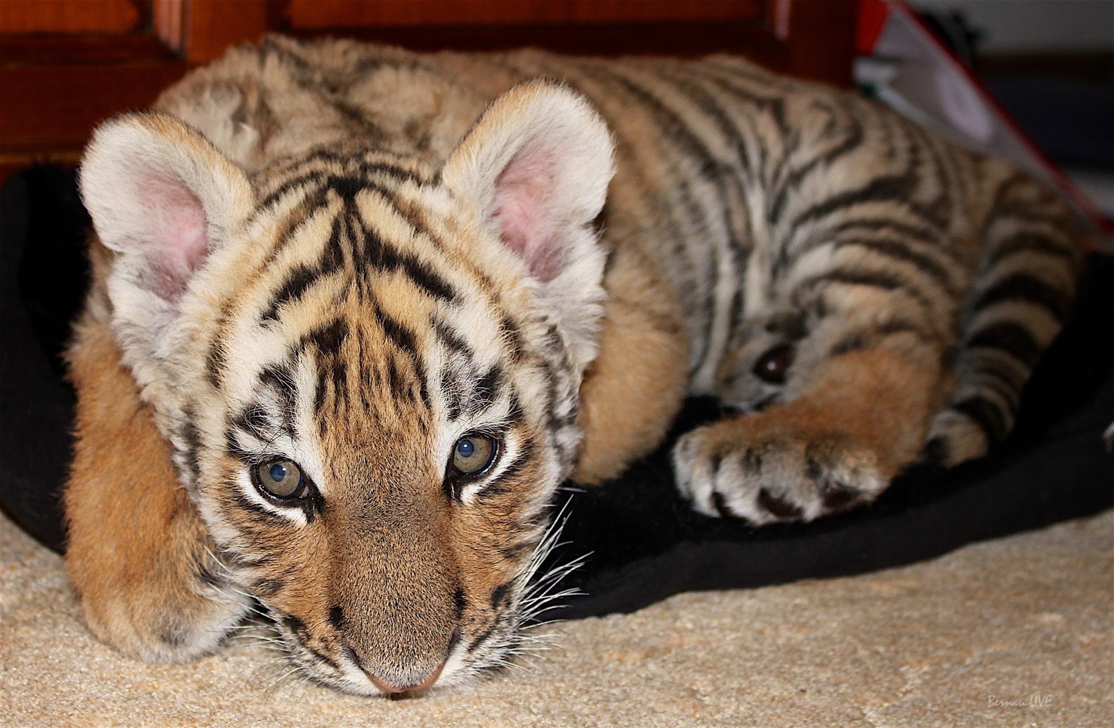 Bernau: Jetzt für unseren Findel - Tiger DIEGO aus Bernau voten! 29 Bernau: Jetzt für unseren Findel - Tiger DIEGO voten!