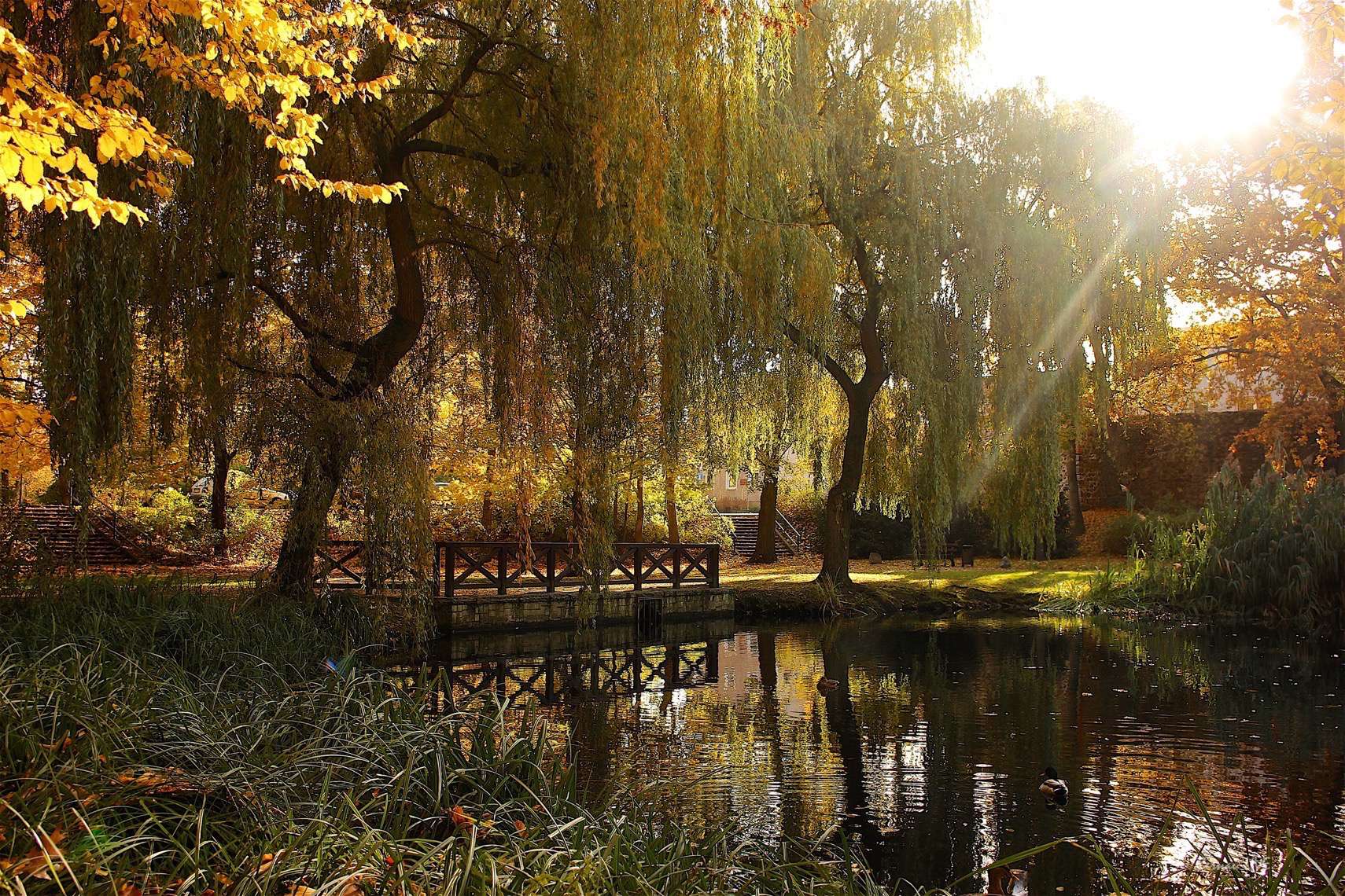Guten Morgen, mit nem Kaffee to Go durch den Stadtpark Bernau 7 Stadtpark Bernau