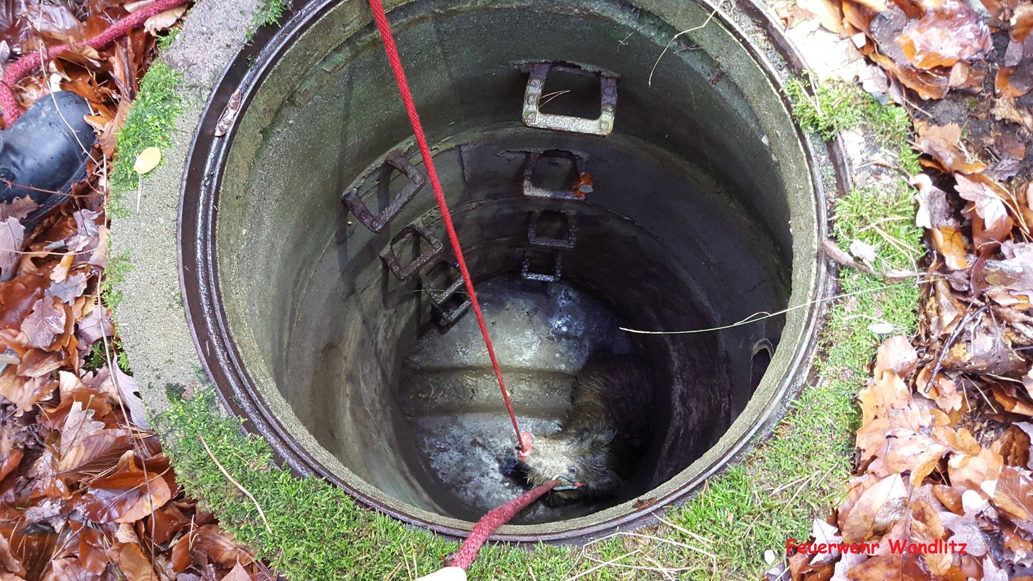 Schwein gehabt: Feuerwehr Wandlitz rettet Schwein aus Gulli 7 Schwein gehabt: Feuerwehr Wandlitz rettet Schwein aus Gulli