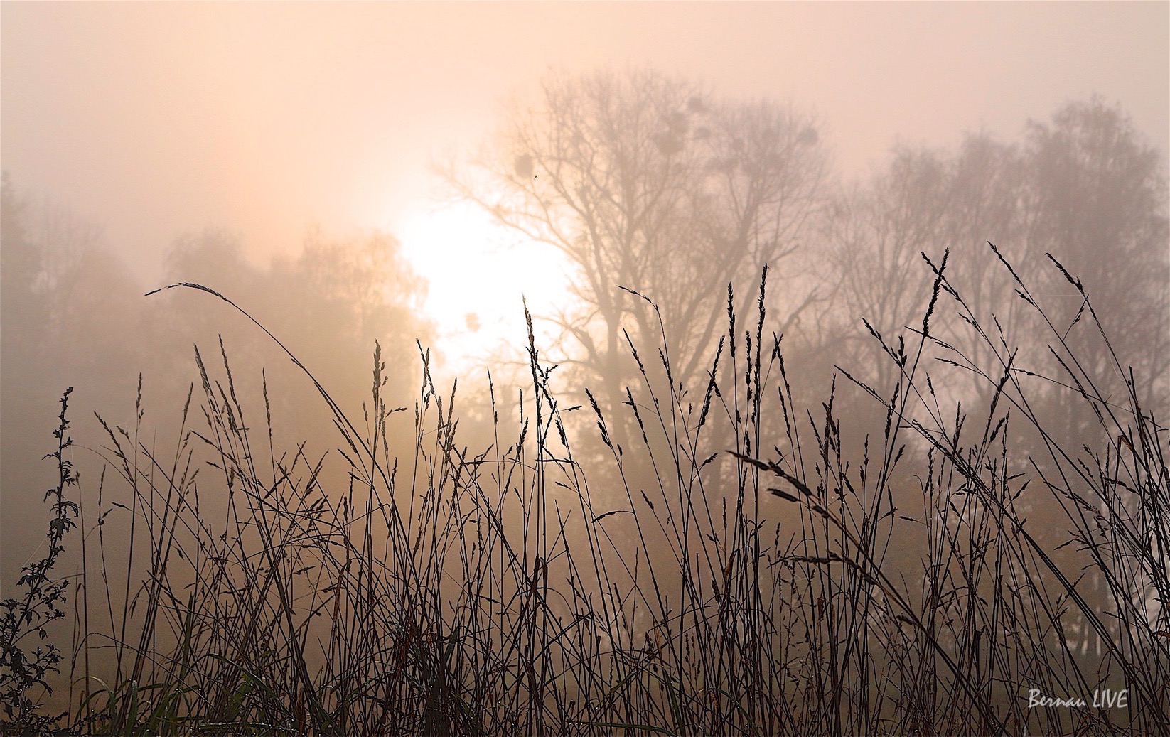 Barnim: Guten Morgen im Grau des Herbstes 52 Barnim: Guten Morgen im Grau des Herbstes