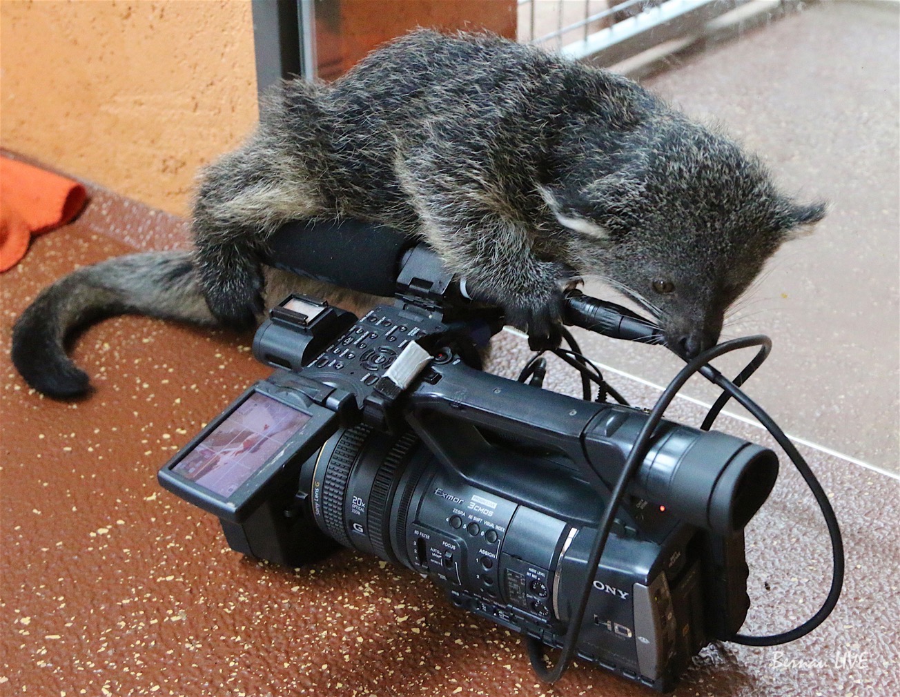Wildkatzenzentrum Felidae: Wir haben uns in Binti verliebt! 30 Während wir heute im Wildkatzenzentrum Felidae umherstreunten, entdeckten wir dieses allerliebste "Binturong - Bärchen", die am 21. Juli geboren wurde. Der Binturong (Arctictis binturong), auch Marderbär genannt, ist eine Raubtierart aus der Familie der Schleichkatzen.