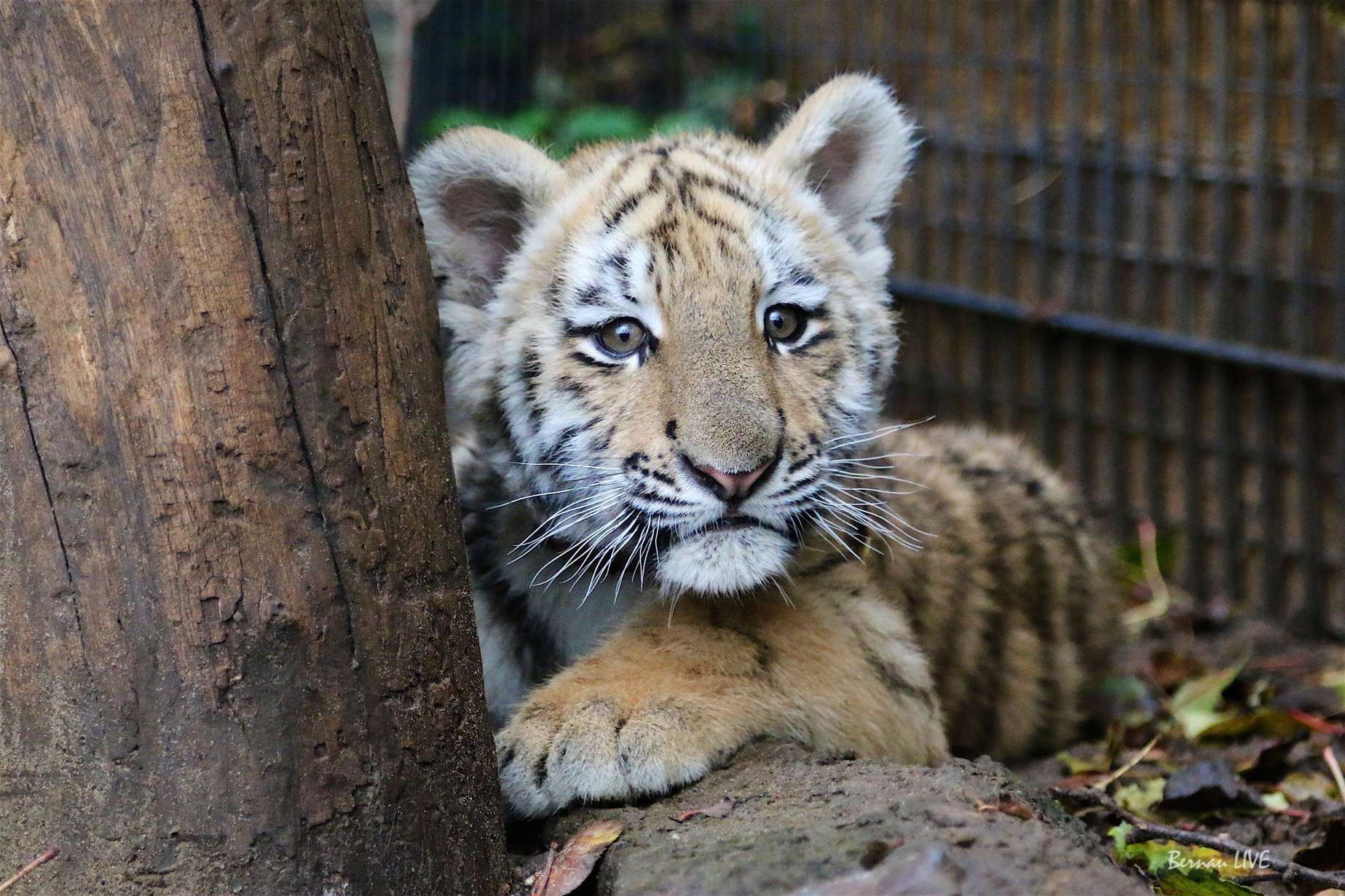 Bernau: Unser Findel Tiger DIEGO ist ausgezogen - Fotos und Video 31 Bernau: Tiger Diego zog nach Tempelfelde