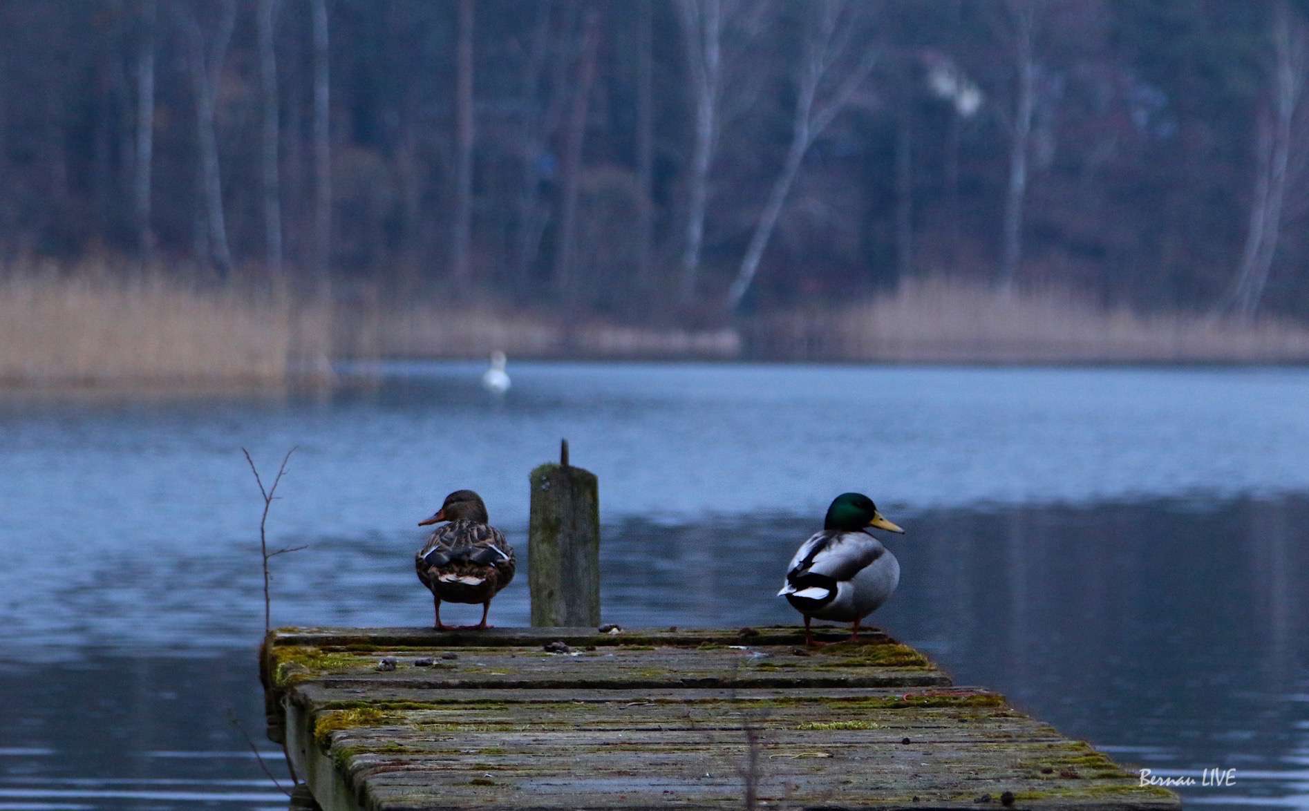 Bernau LIVE wünscht einen stürmischen guten Morgen 17 Bernau LIVE wünscht einen stürmischen guten Morgen