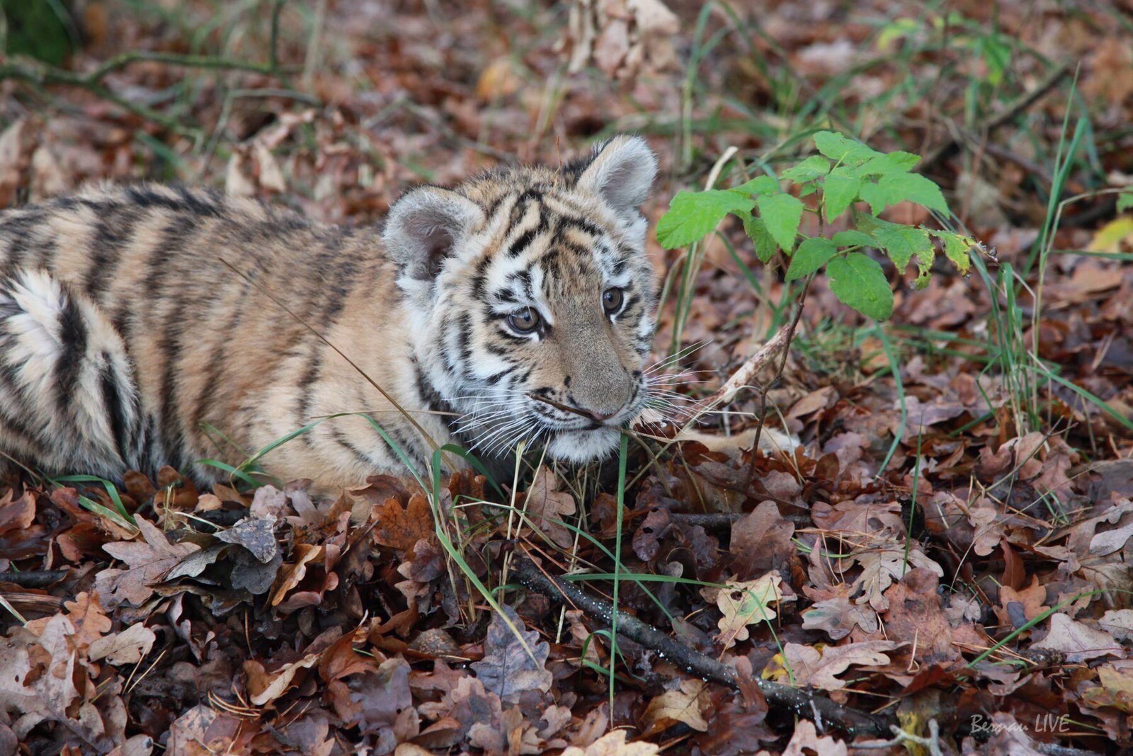 Neues von unserem Findel - Tiger DIEGO aus Bernau 21 Tiger DIEGO aus Bernau