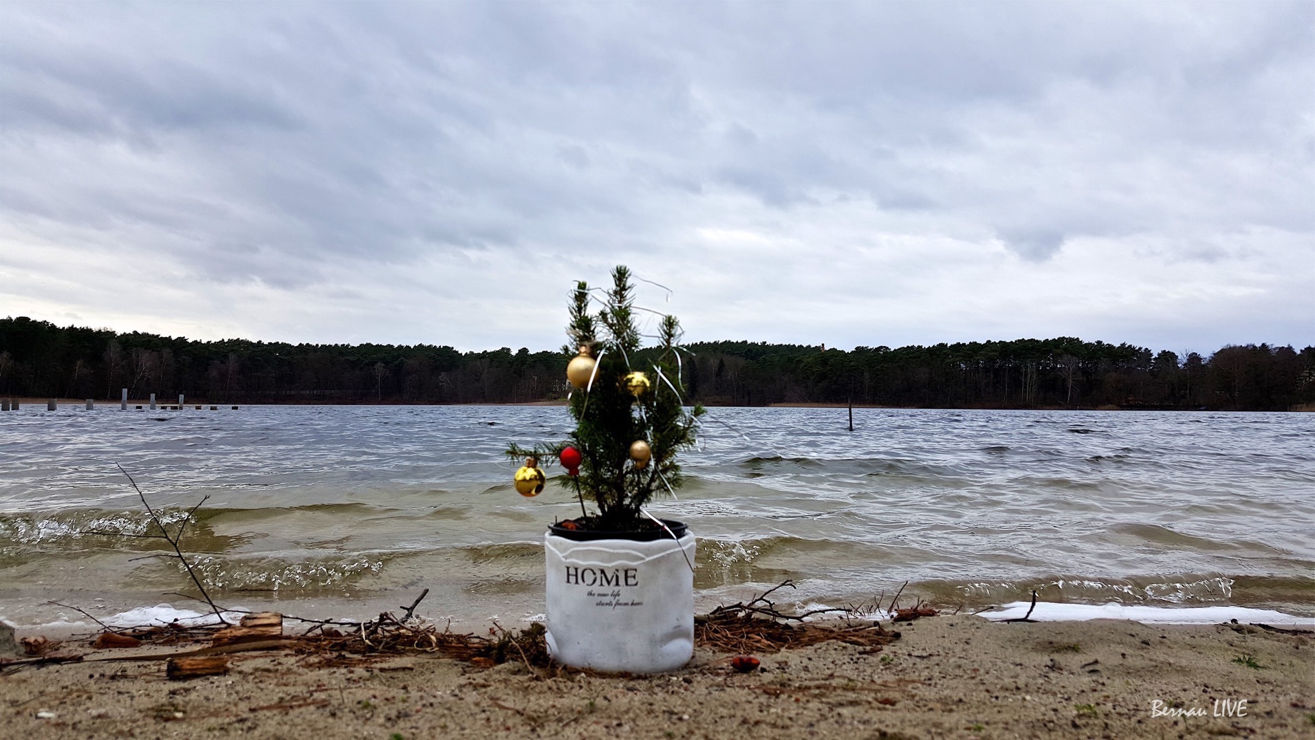 Bernau: Grüße vom wohl kleinsten Weihnachtsbaum unserer Region 3 Bernau - Barnim: Weihnachtsbaumschlagen, Lichteradventsmarkt und vieles mehr