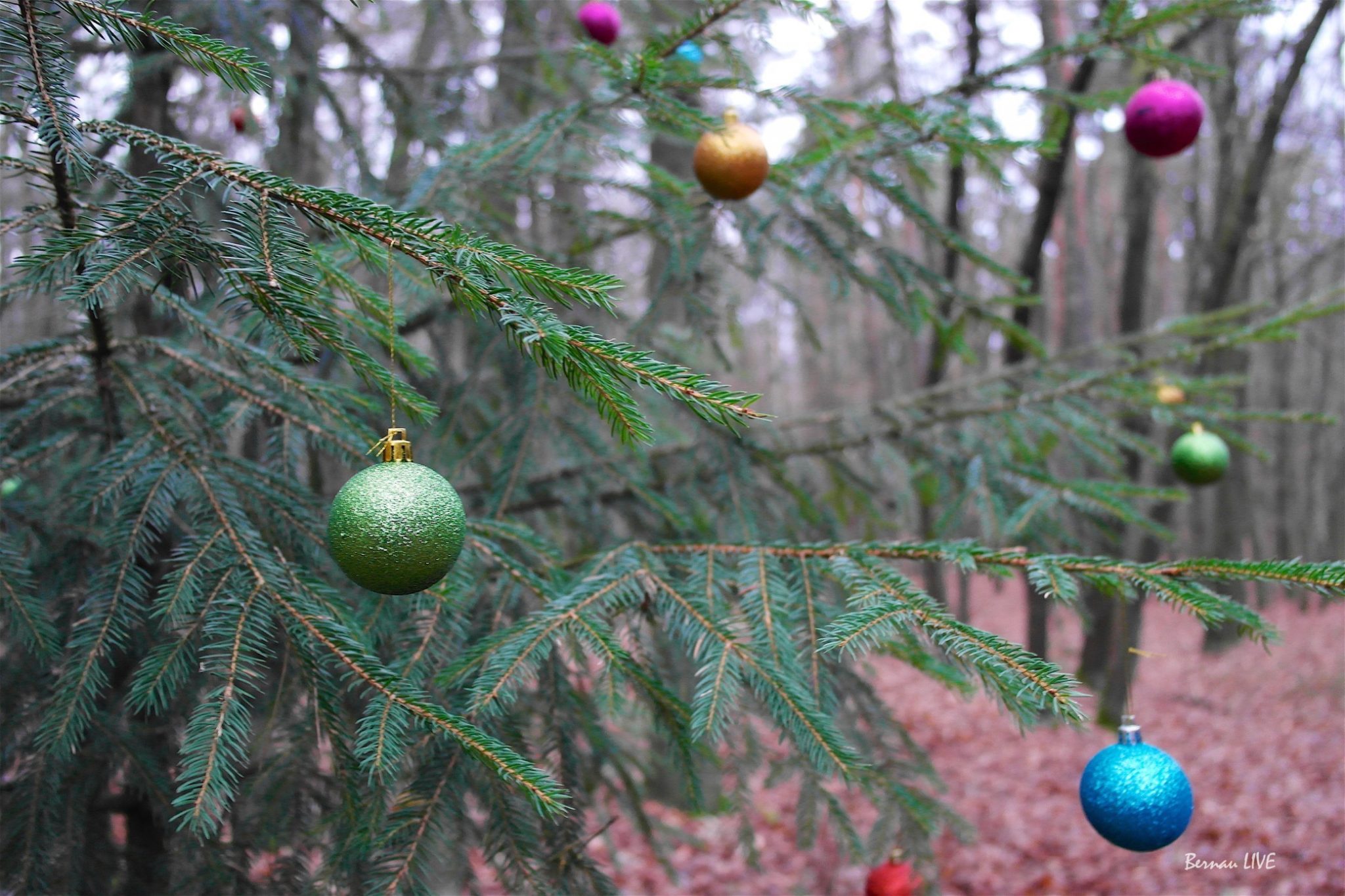 Grüße vom wohl einsamsten Weihnachtsbaum unserer Region 5 Weihnachtsbaum im Wald - Bernau LIVE