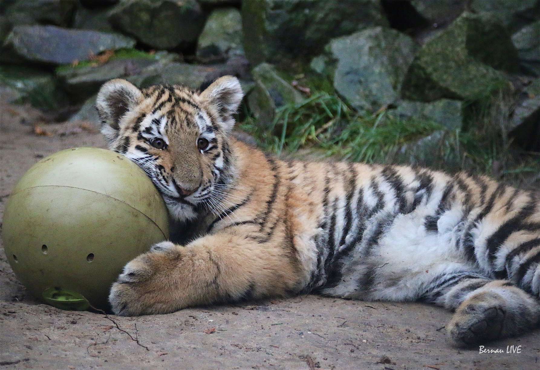 Tiger DIEGO - Hose und Jacke kaputt, mein Körper zerkratzt 120 Tiger Diego - Wildkatzenzentrum_Felidae