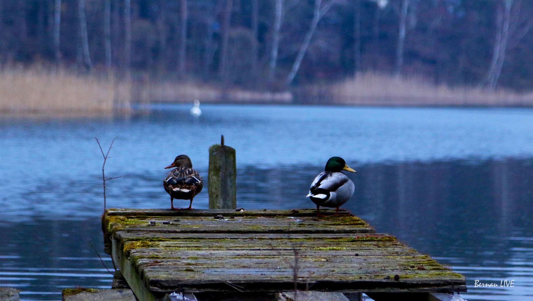 Bernau - Barnim- Guten Morgen, an diesem trüben Freitag 118 Bernau - Barnim: Euch ein schönes Wochenende - anbei unsere Veranstaltungstipps