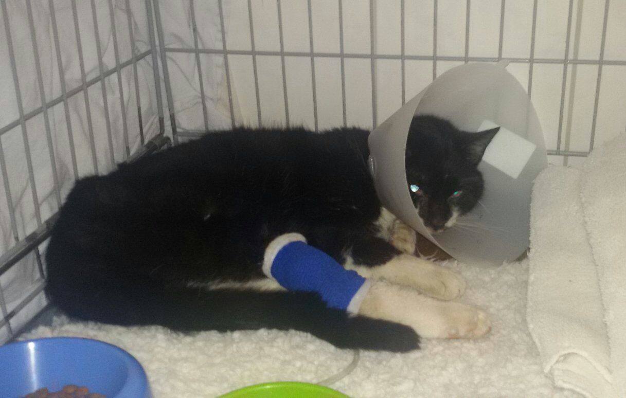 Schwerverletzte Katze in Bernau gefunden - wer vermisst sie? 15 Bernau - schwerstverletzte Katze gefunden