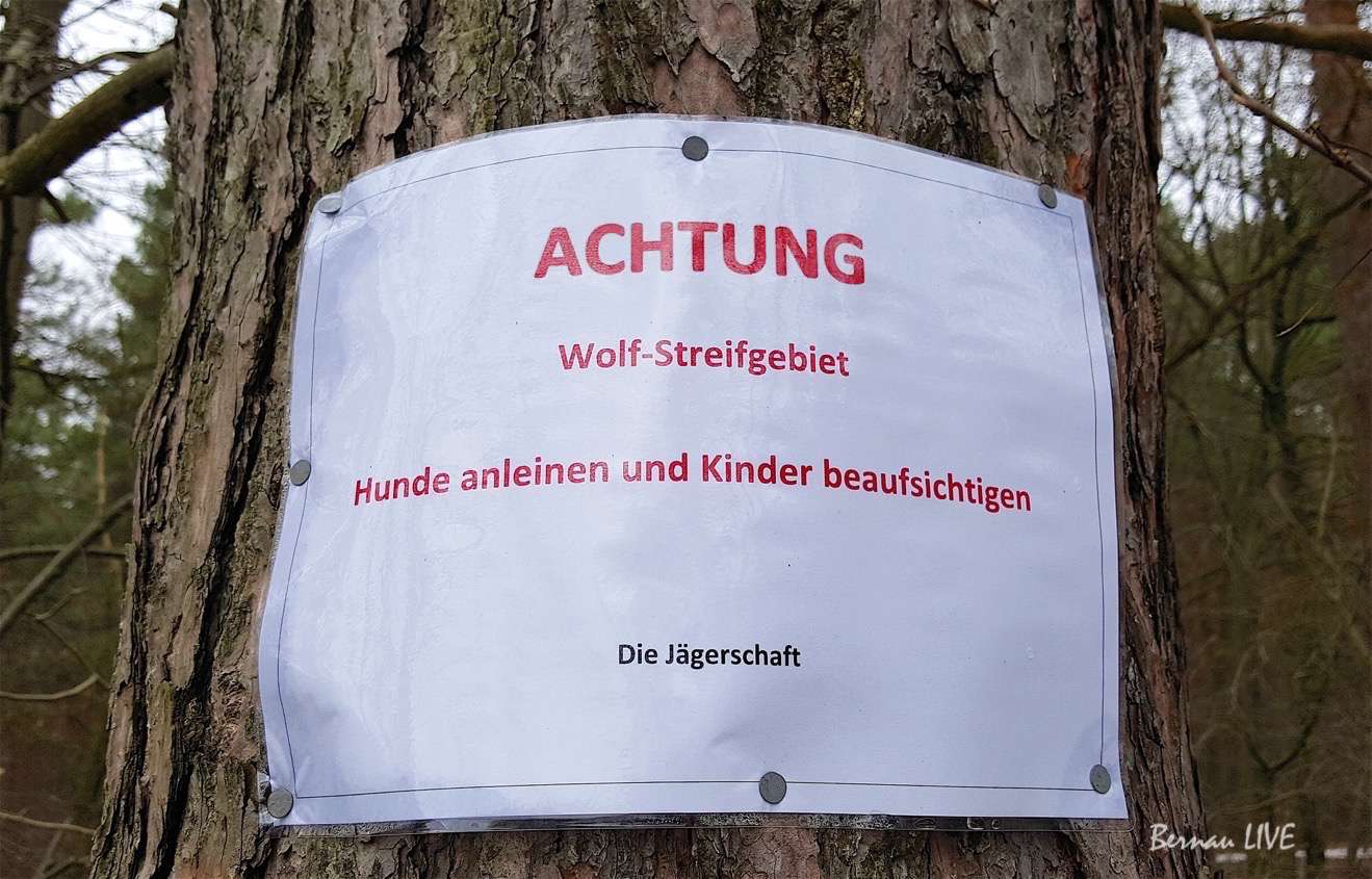 Bernau: Jäger und Polizei warnen vor Wölfen in unserer Region?! 62 Bernau - Warnung vor dem Wolf