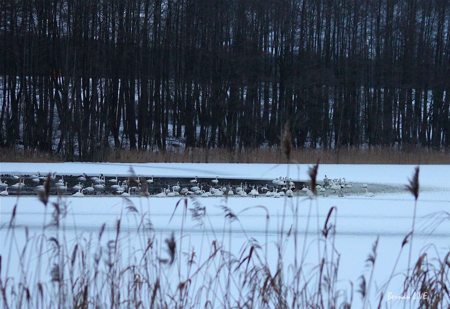 Bernau: Willkommen im Donnerstag - heute ist Weltknuddeltag 85 Bernau: Willkommen im Donnerstag - heute ist Weltknuddeltag - Ziemlich Grau starteten wir in den heutigen Donnerstag. Was passt da mehr, als der Weltknuddeltag, der genau zwischen Weihnachten und dem Valentinstag liegt.