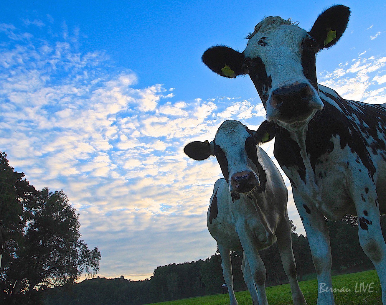 Grossartig! Volksbegehren gegen Massentierhaltung erfolgreich 14 Bernau - Brandenburg: Volksbegehren gegen Massentierhaltung erfolgreich