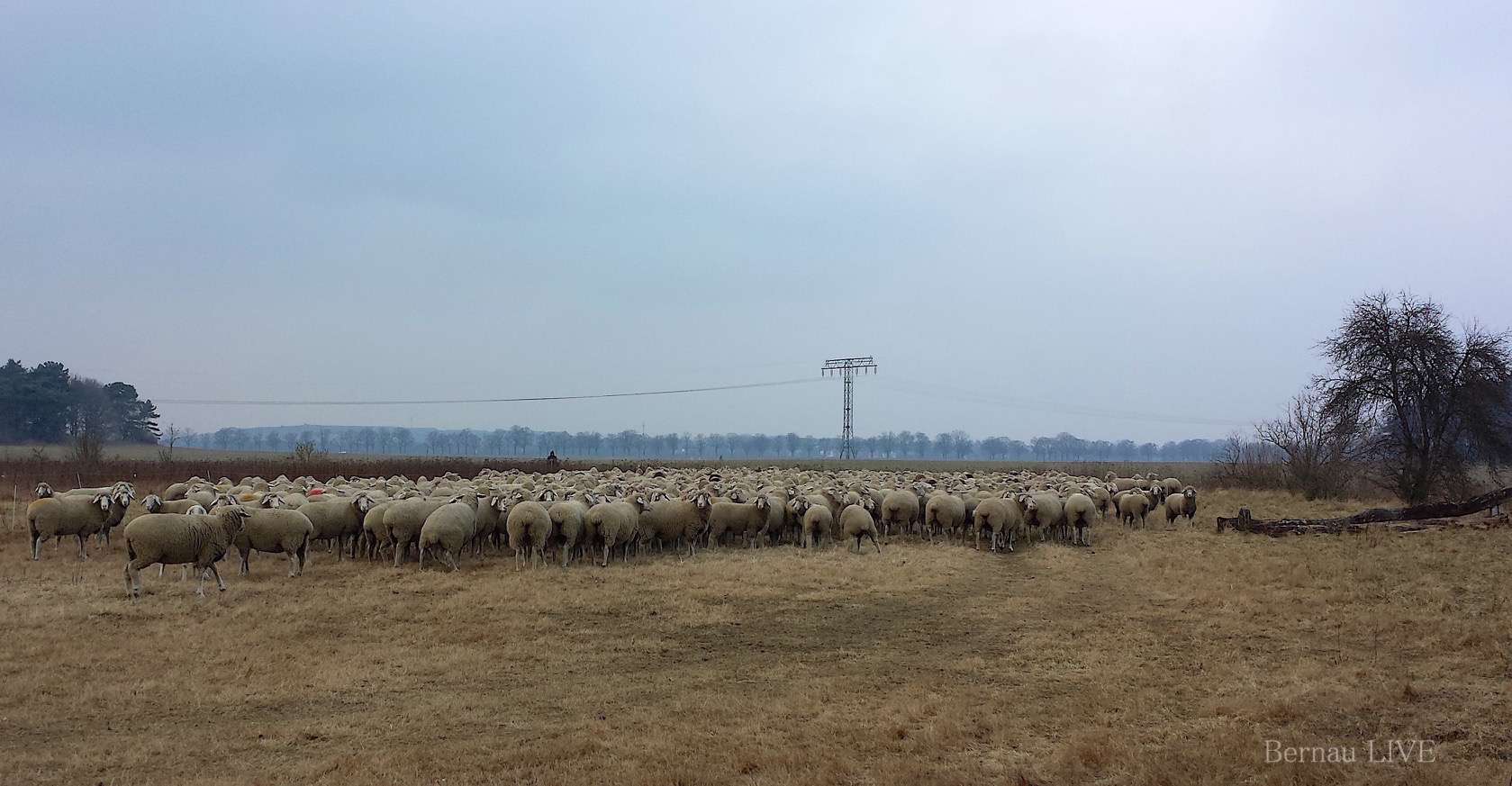 Bernau: Guten Morgen und vielen Dank an Sir Tim 7 Bernau: Guten Morgen und danke an Tim