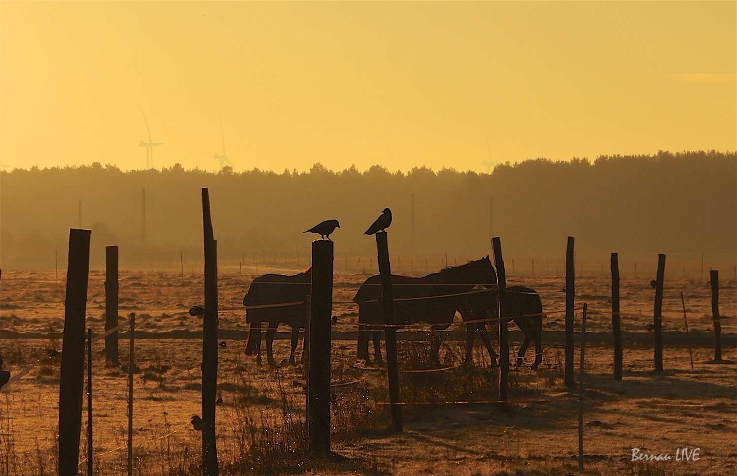 Bernau: Guten Morgen und Euch einen schönen Tag! 25 Bernau: Guten Morgen und Euch einen schönen Tag