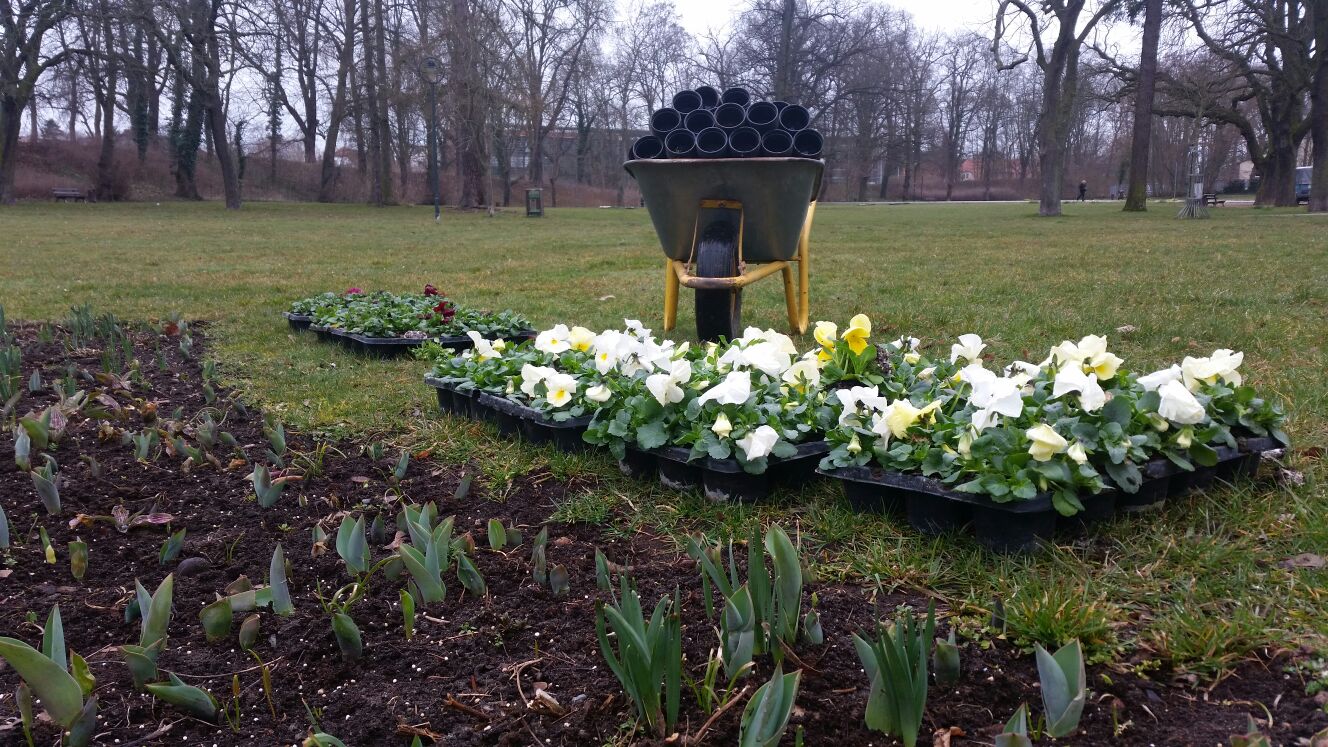 Frühling in der Stadt: Die Hoppe´s hübschen Bernau auf 4 Bernau - Frühling Galabau Hoppe