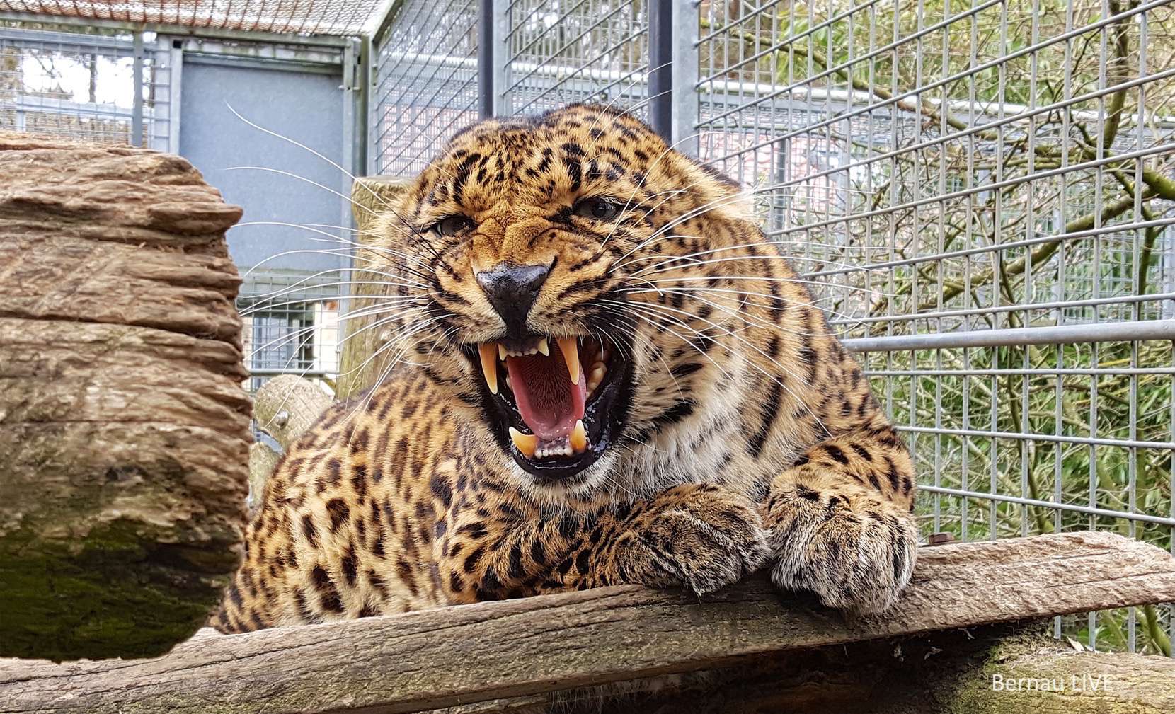 Diego und Co. Kuscheln ist nicht mehr – Patenschaft von MEGAZOO 20 Wildkatzenzentrum Felidae