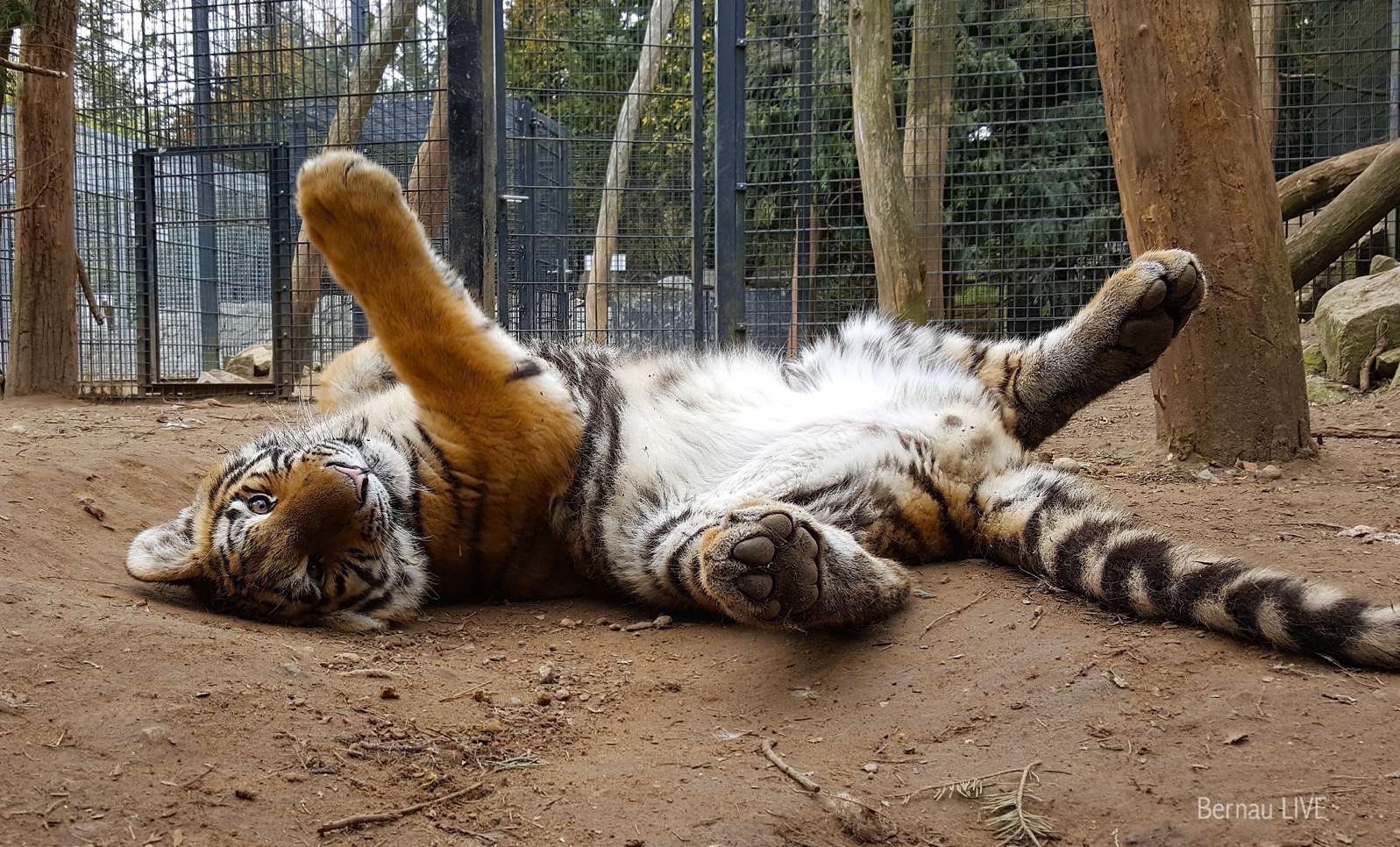 Bernau: Liebe Grüße von Tiger DIEGO und Co. 9 Bernau: Tiger Diego